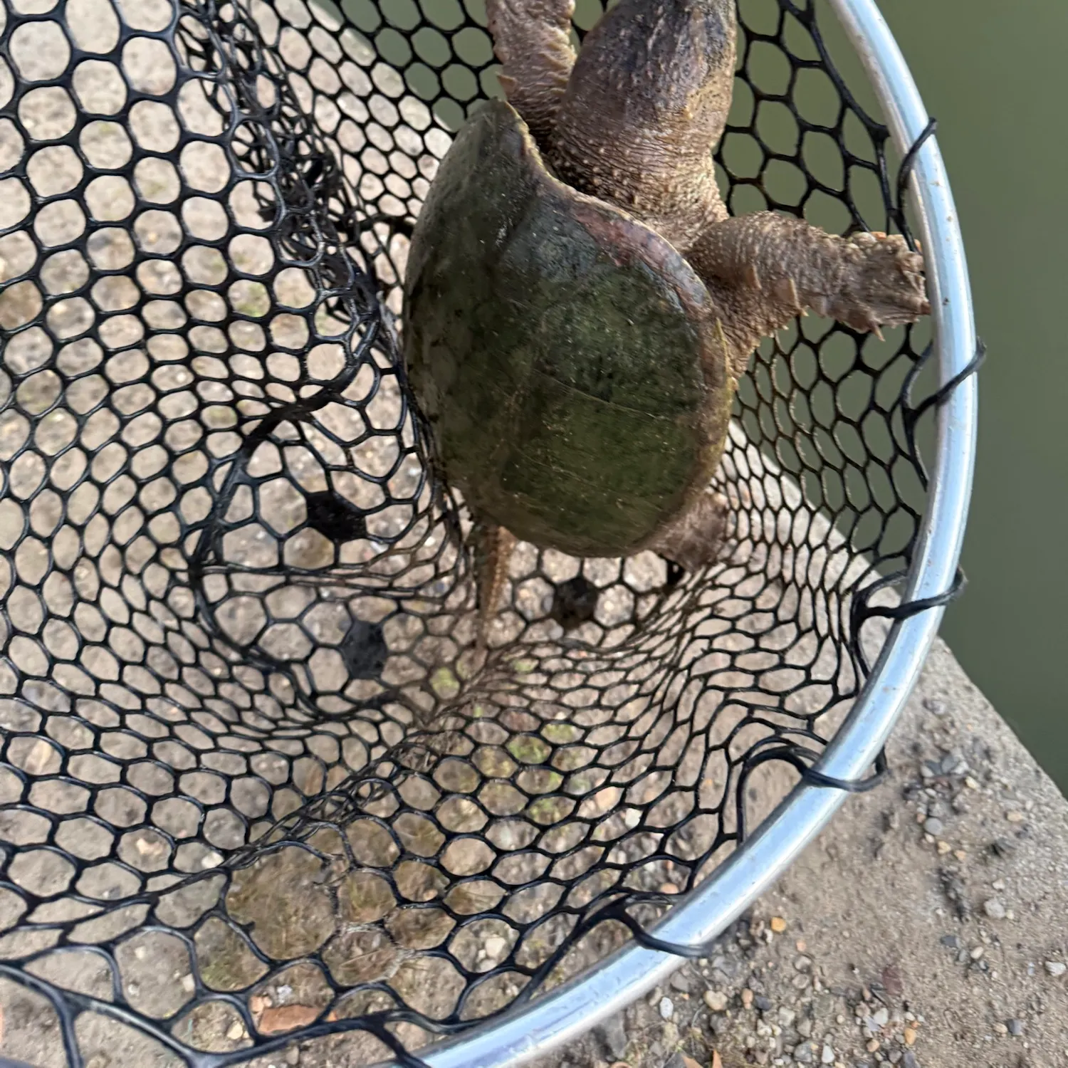 Common snapping turtle caught on Fishbrain