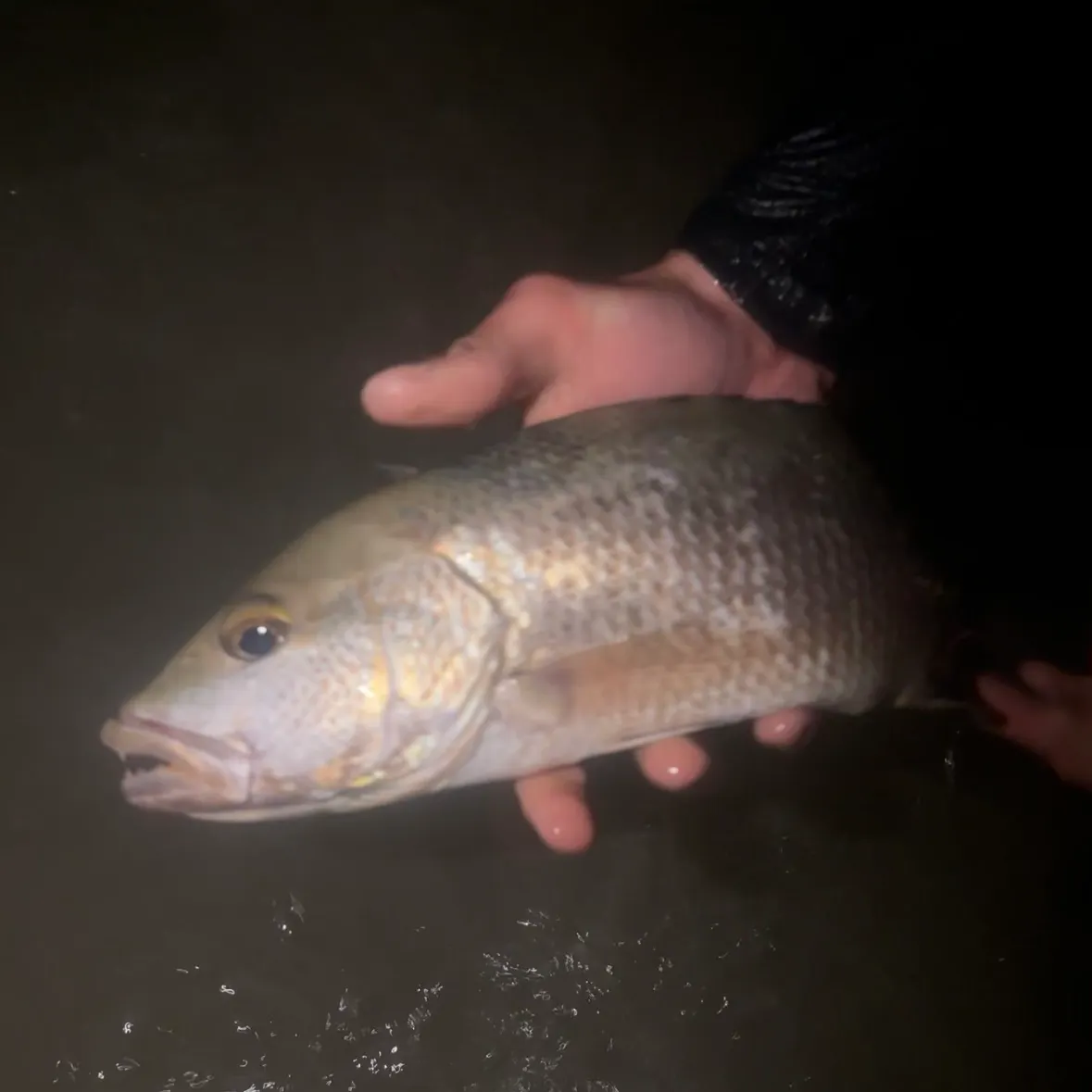 The most recent Cubera snapper catches on Fishbrain