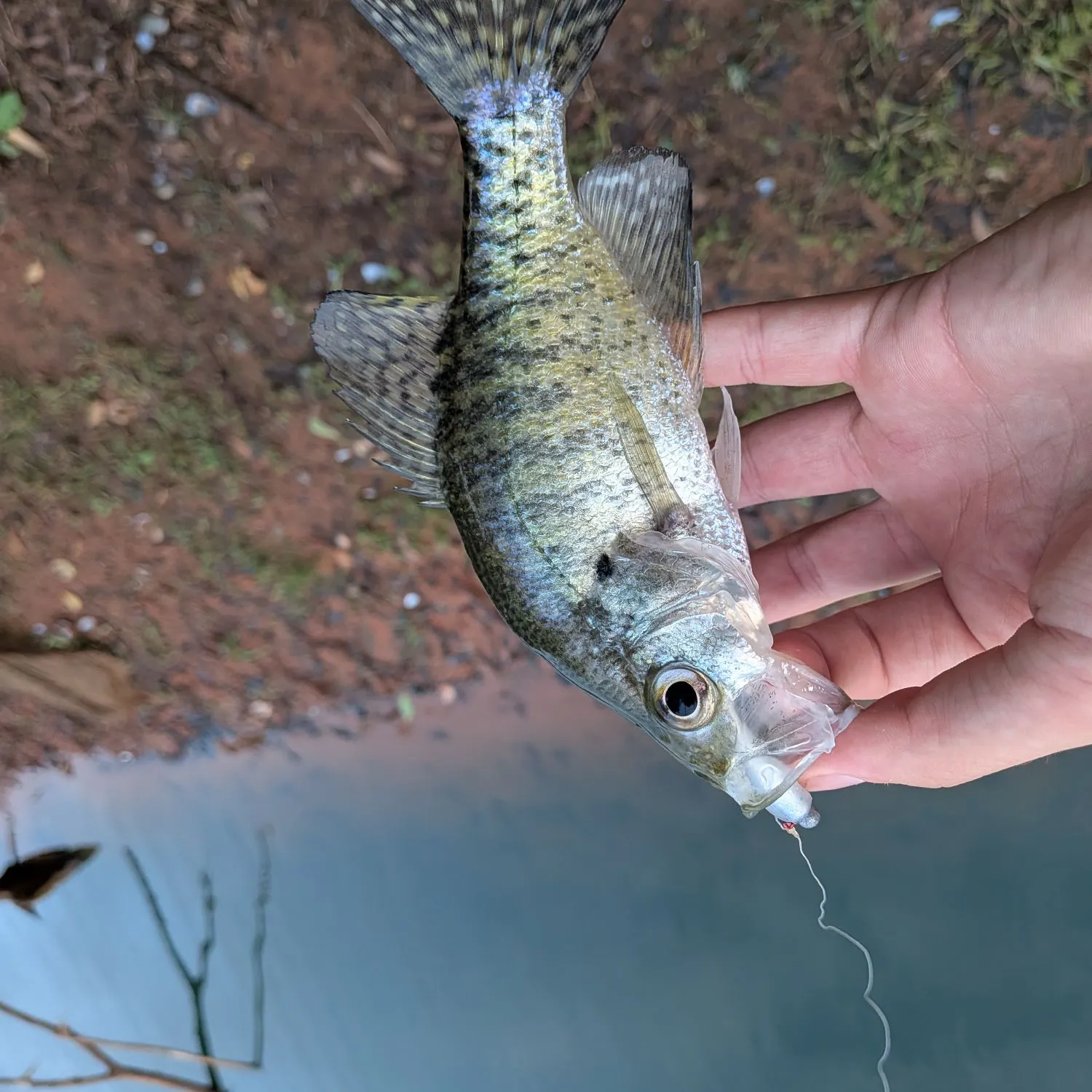 White crappie caught on Fishbrain
