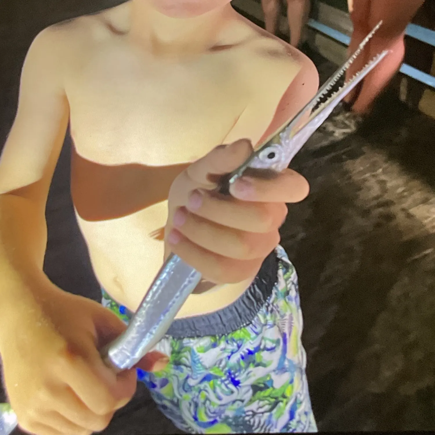 The most recent Atlantic needlefish catches on Fishbrain