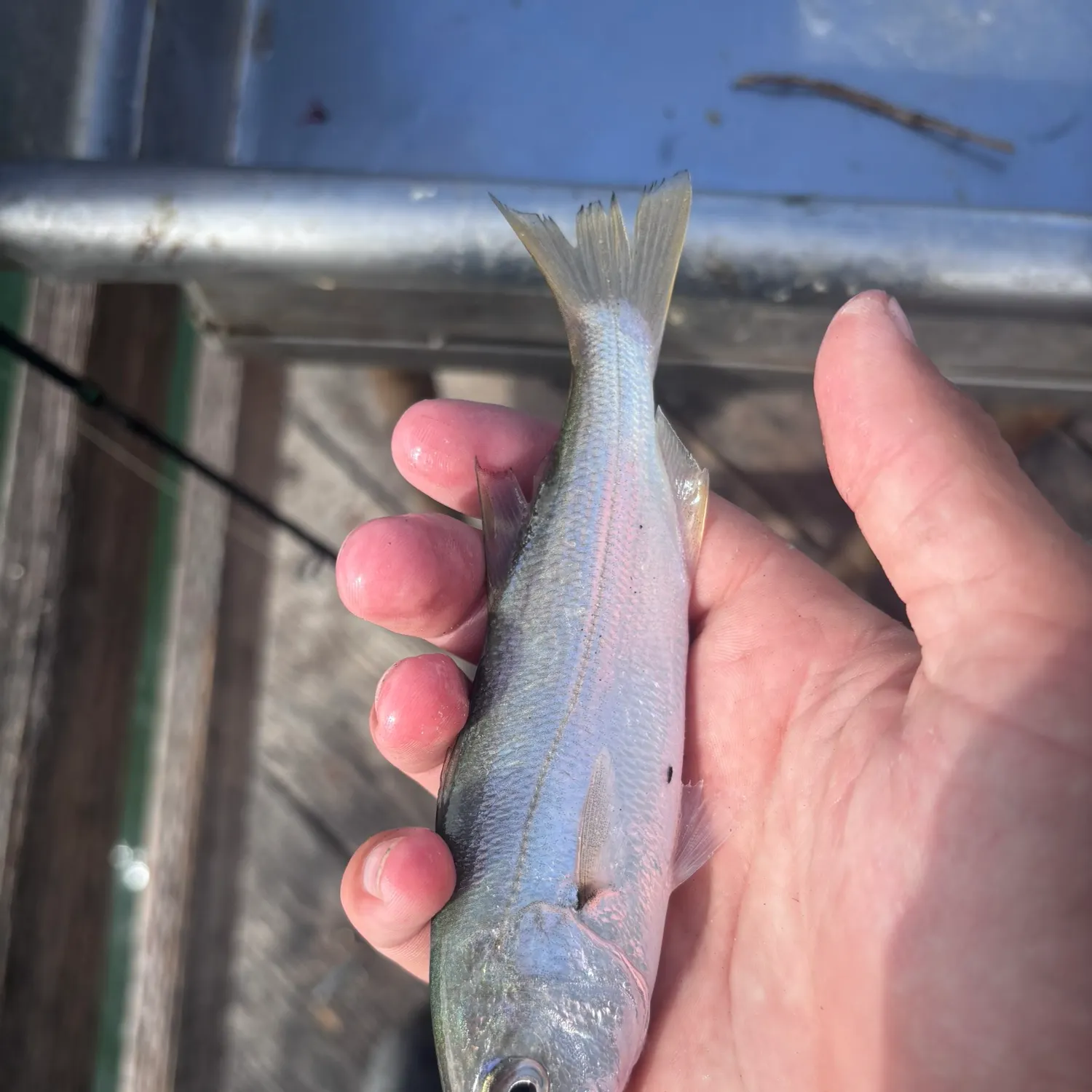 The most recent Queenfish catches on Fishbrain