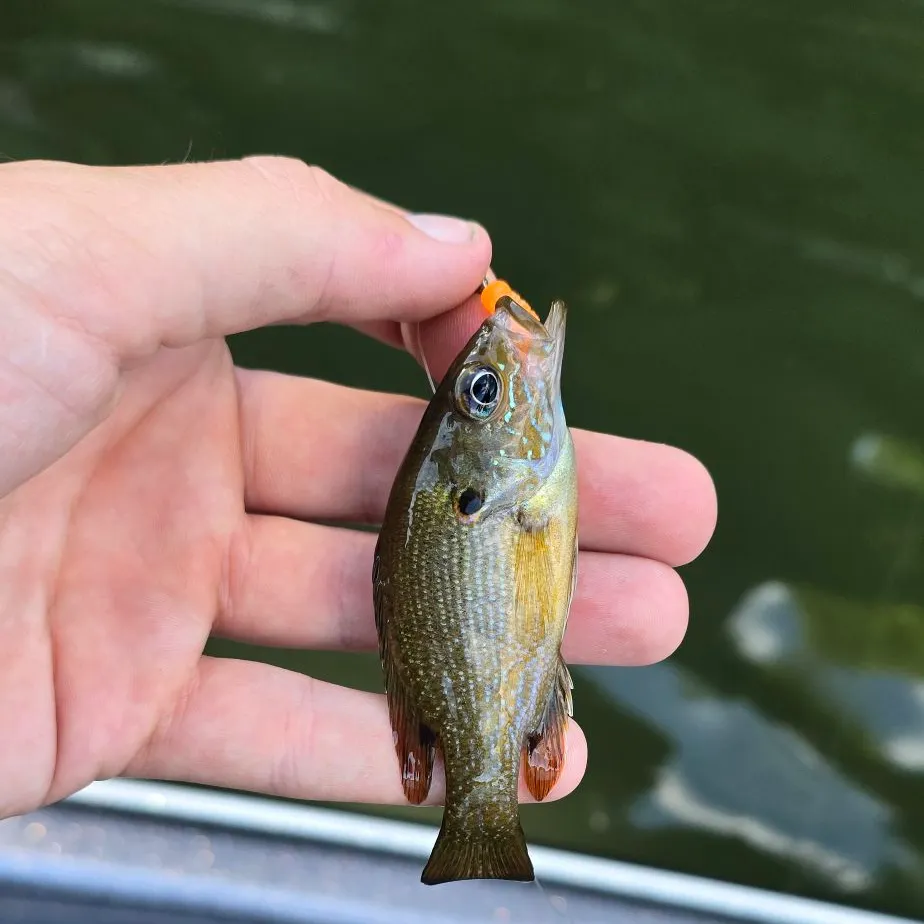 Green sunfish caught on Fishbrain