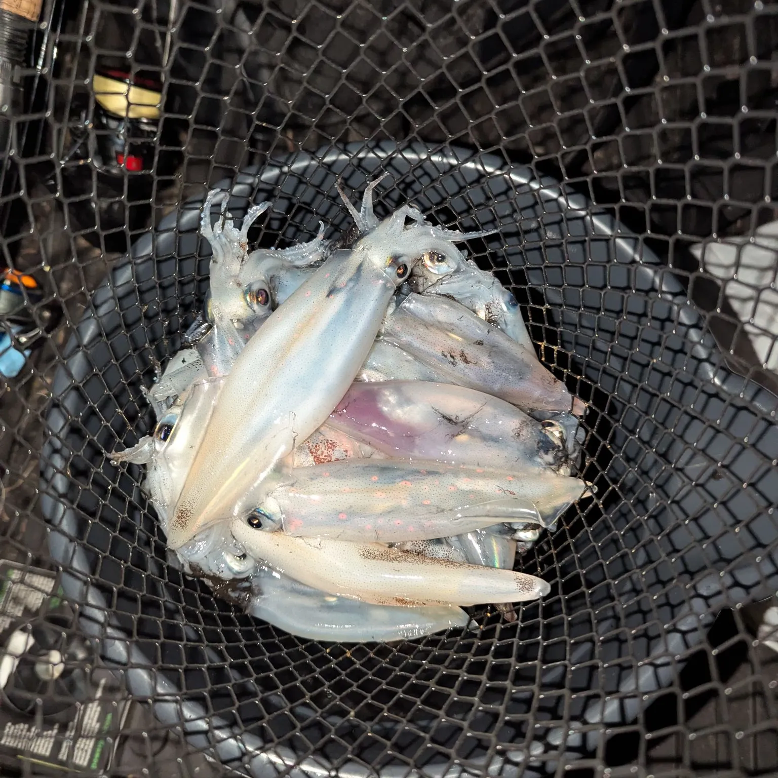 The most recent Gould's squid catches on Fishbrain