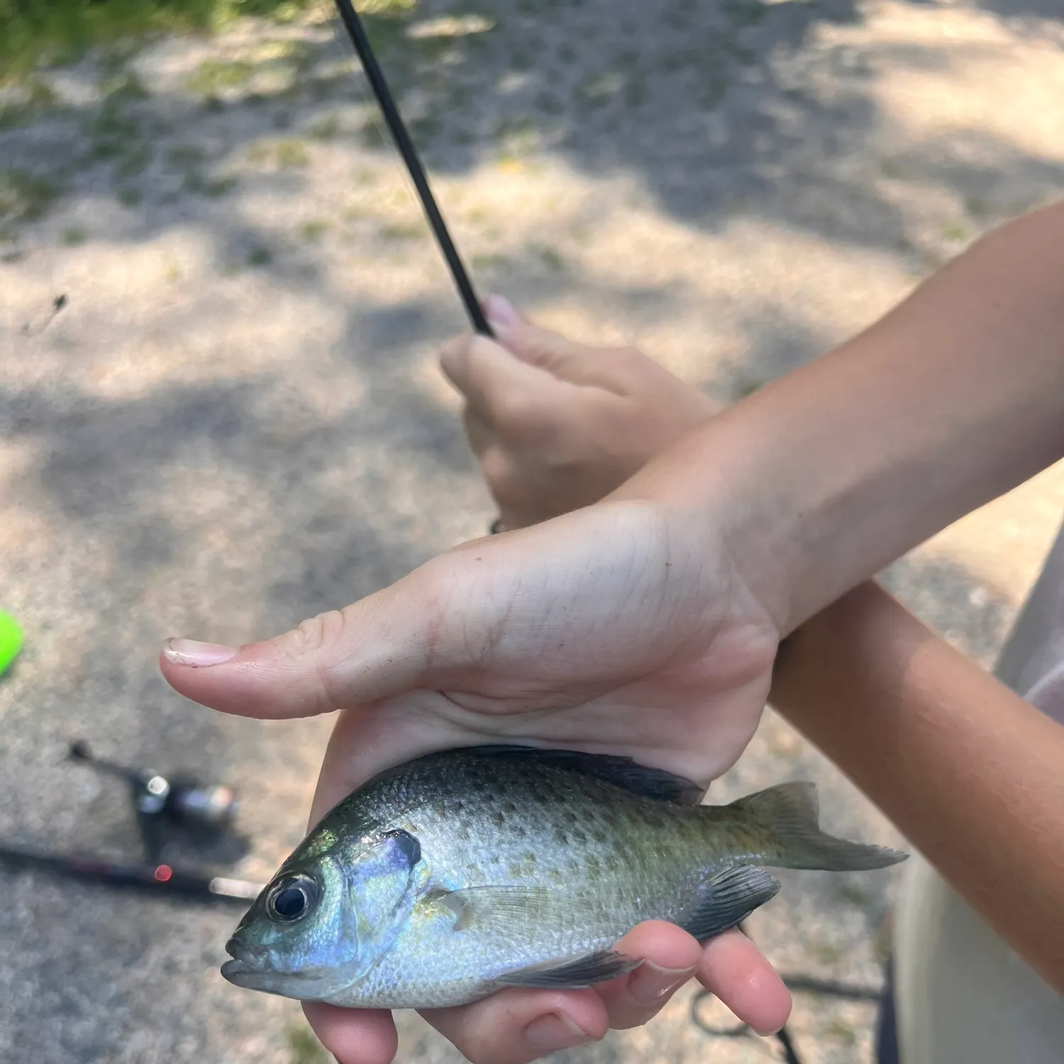 Bluegill caught on Fishbrain