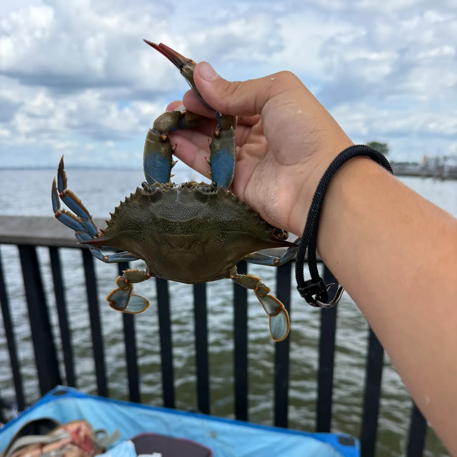 Blue crab caught on Fishbrain