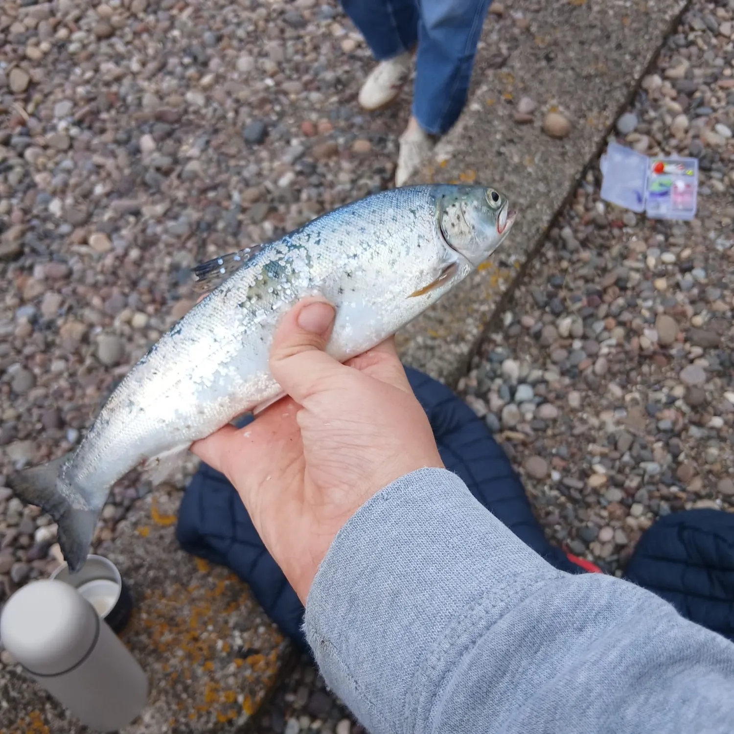 Fish caught on Fishbrain