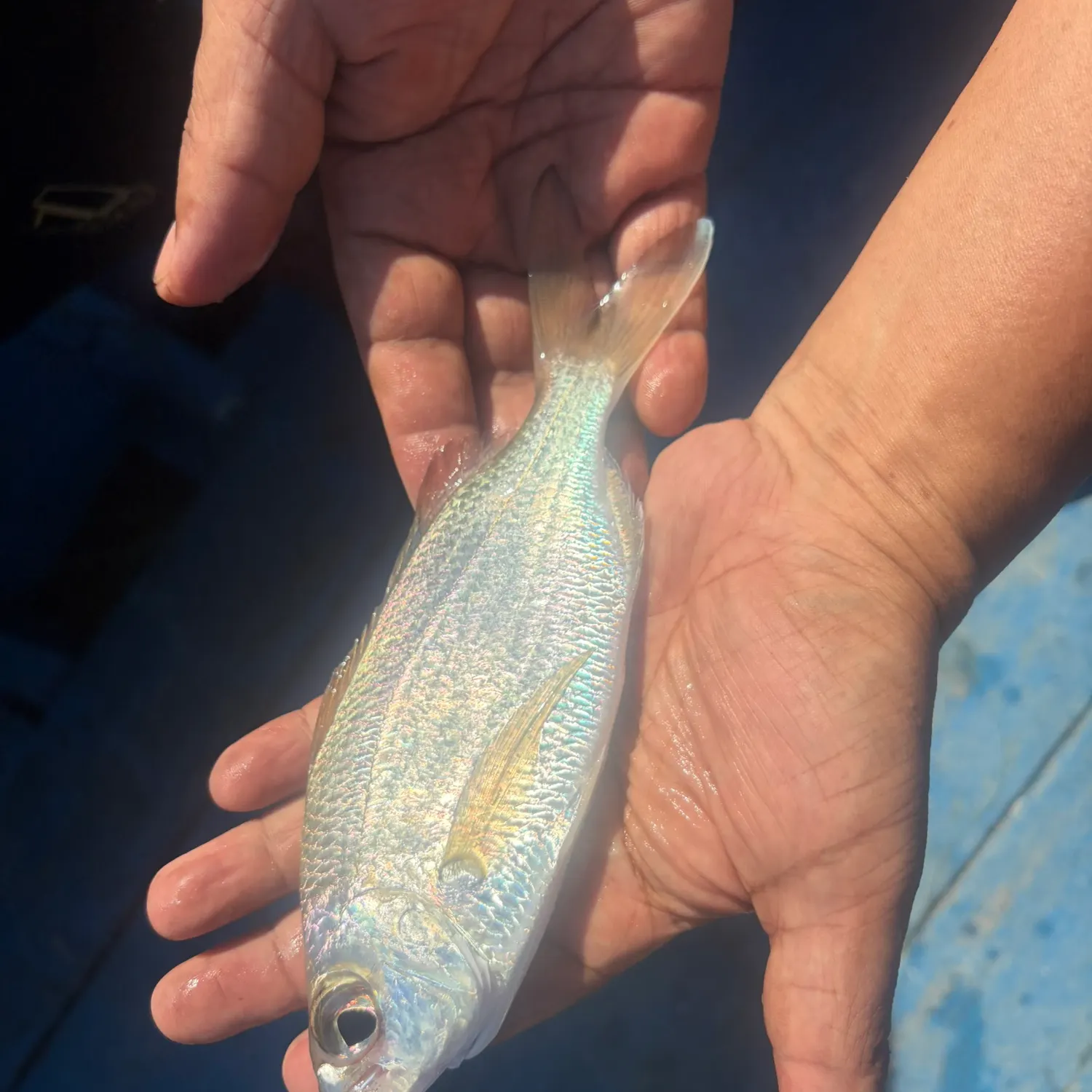 The most recent Pacific flagfin mojarra catches on Fishbrain