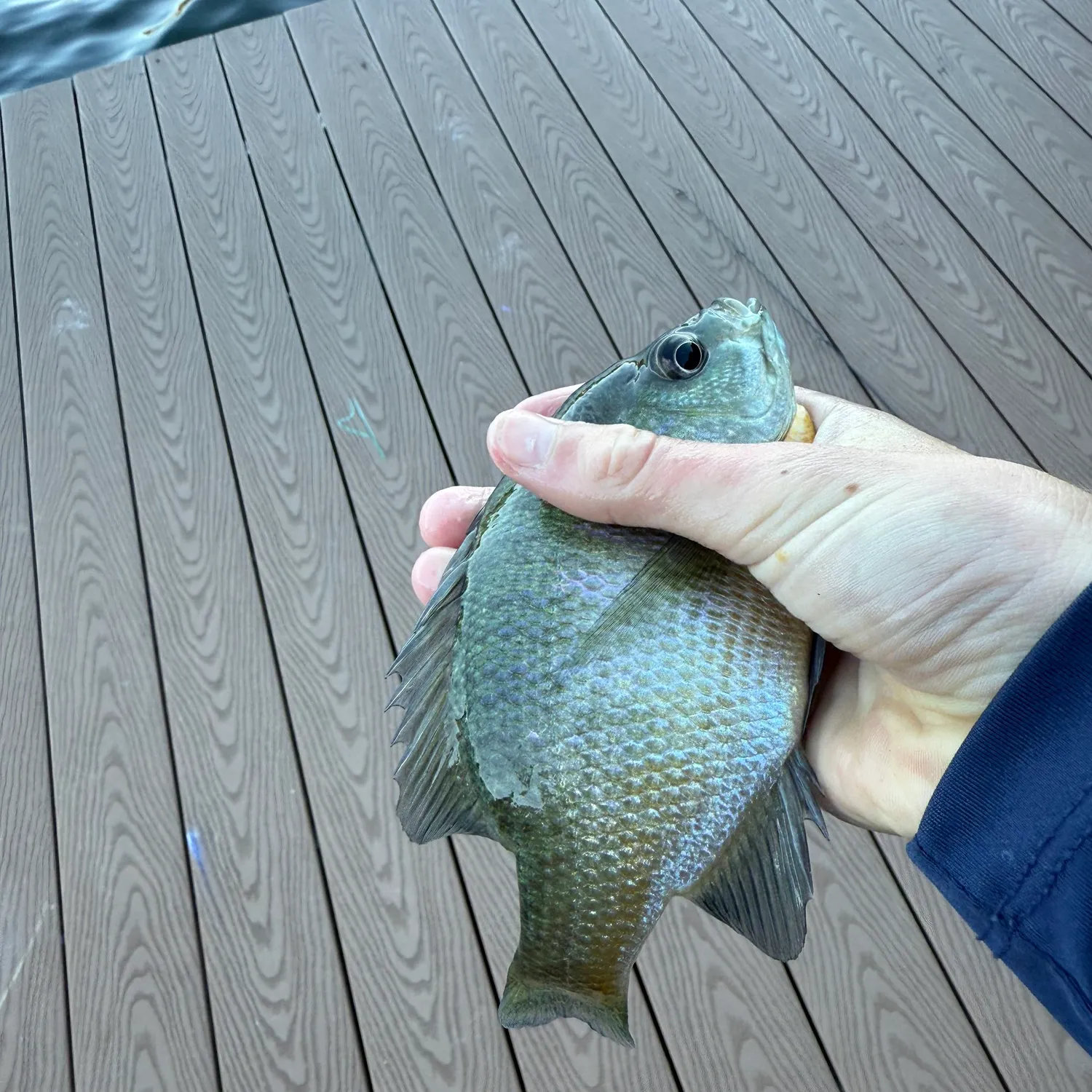 Bluegill caught on Fishbrain