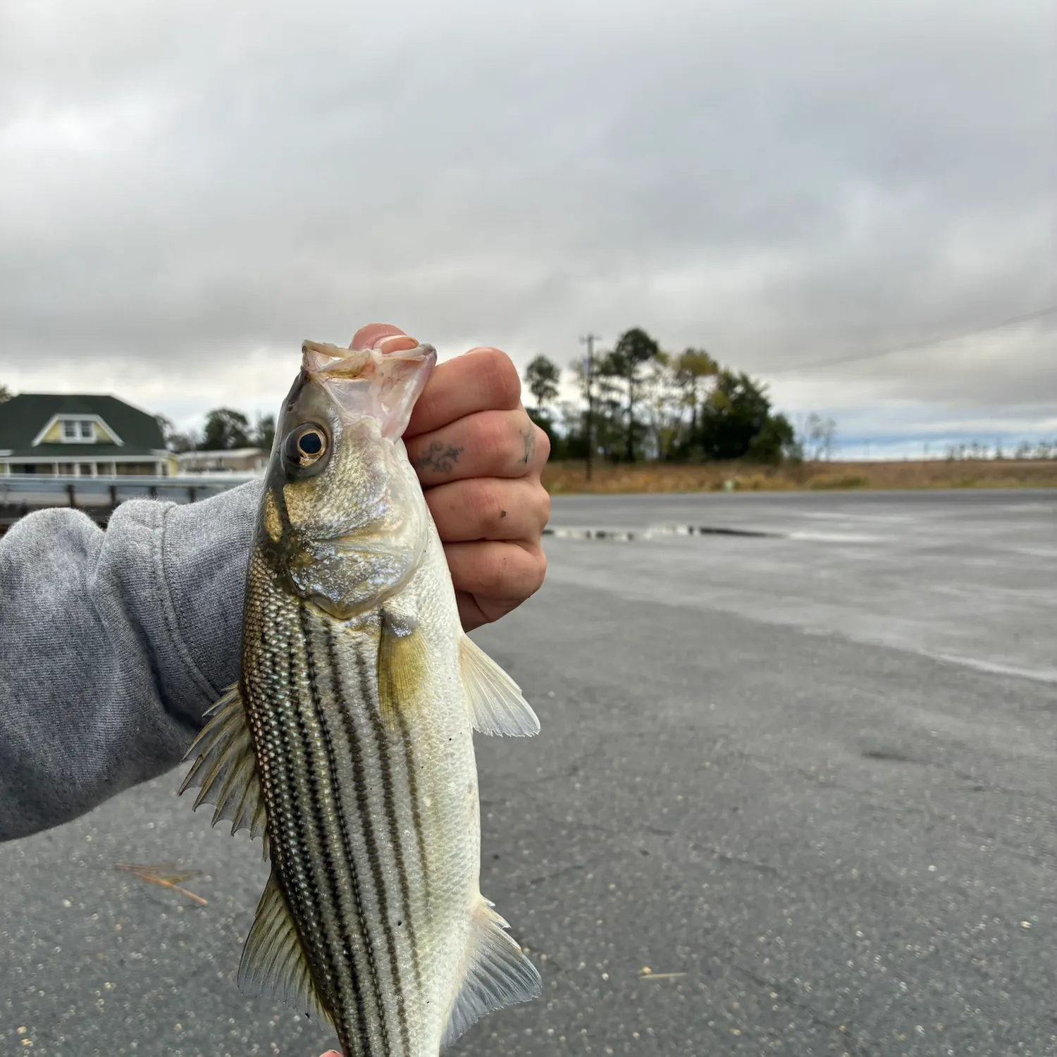 Striped bass caught on Fishbrain