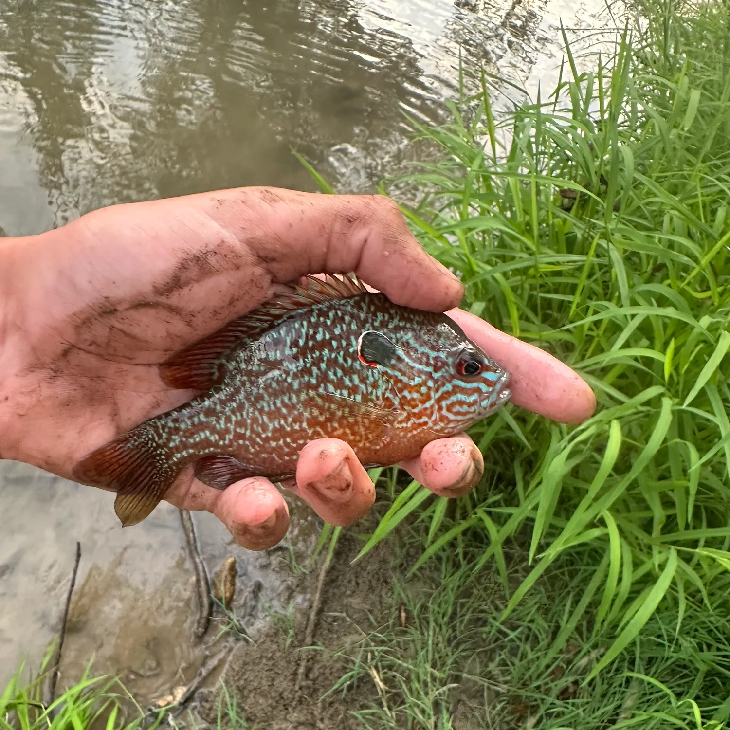 Longear sunfish caught on Fishbrain