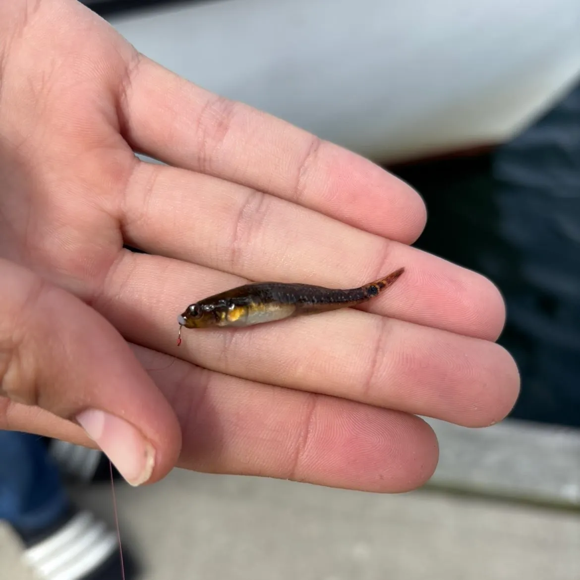 The most recent Two-spotted goby catches on Fishbrain