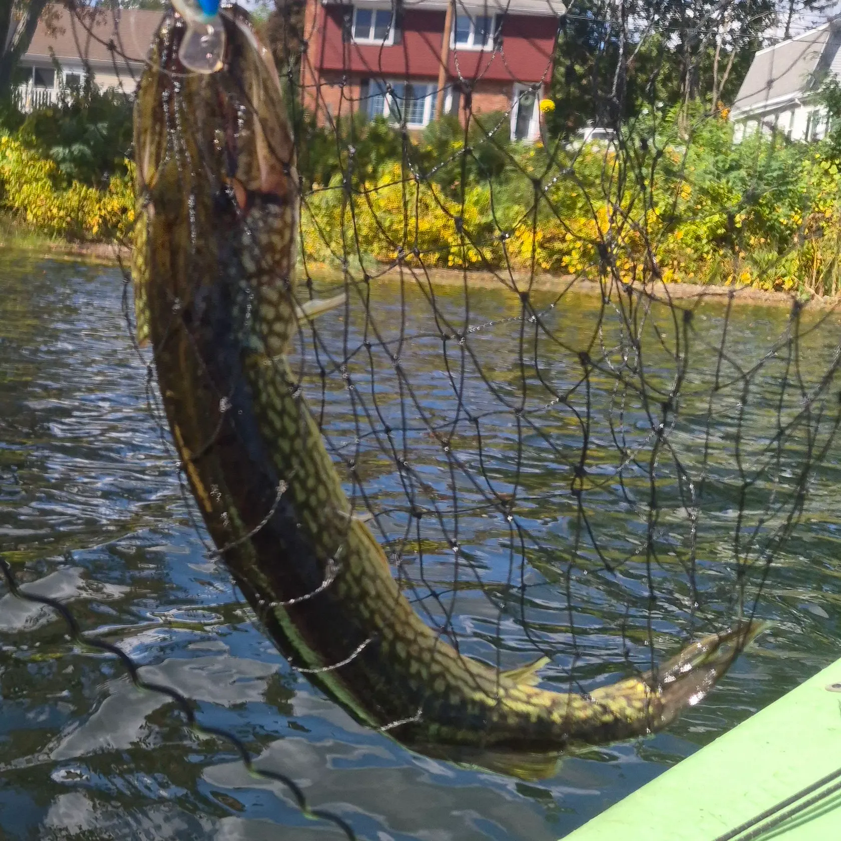 Chain pickerel caught on Fishbrain
