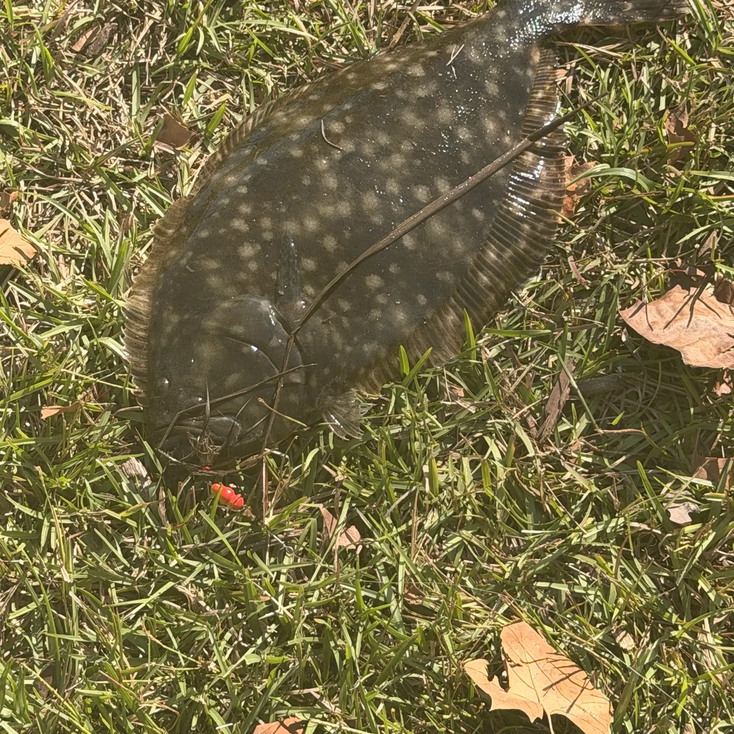Summer flounder caught on Fishbrain