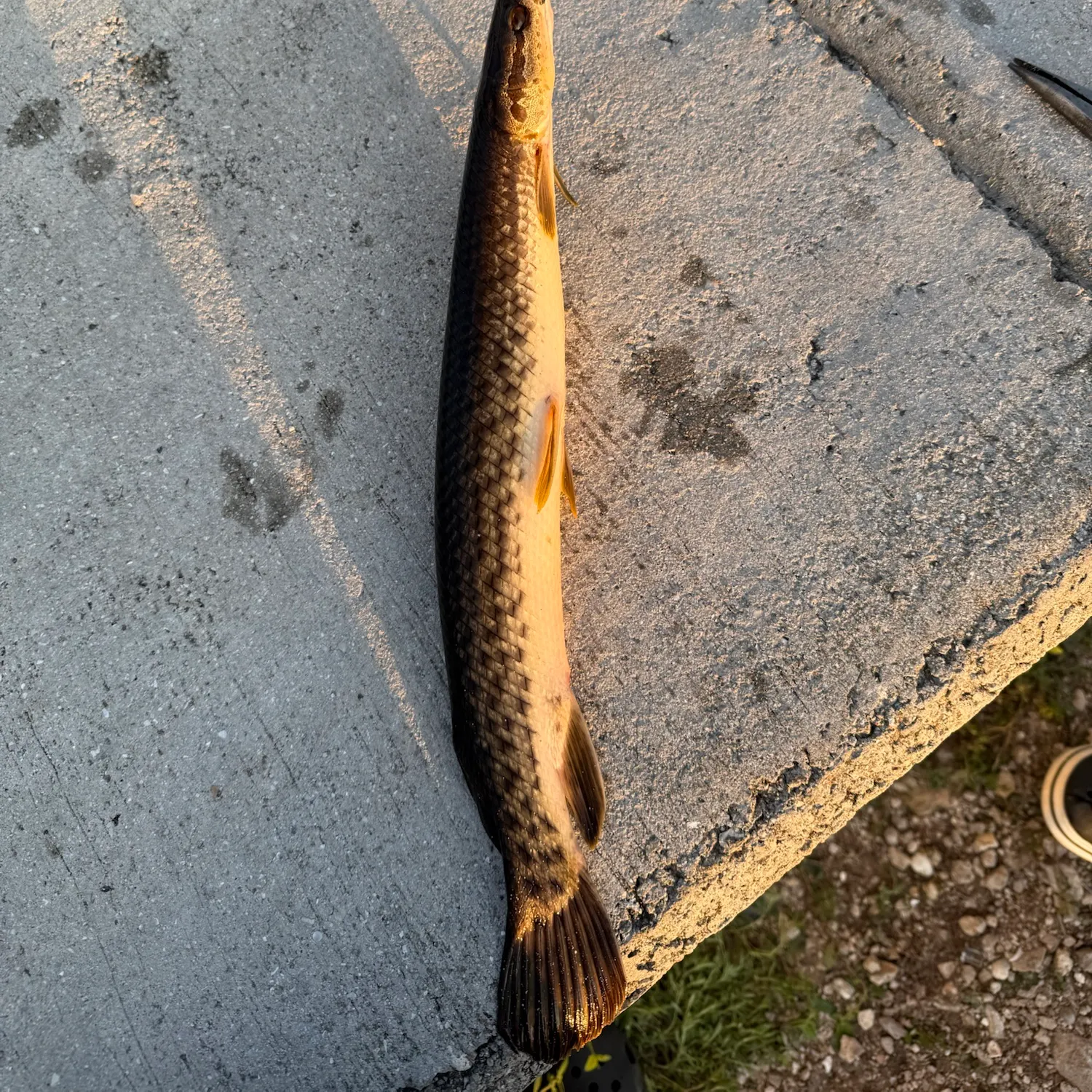 Florida gar caught on Fishbrain