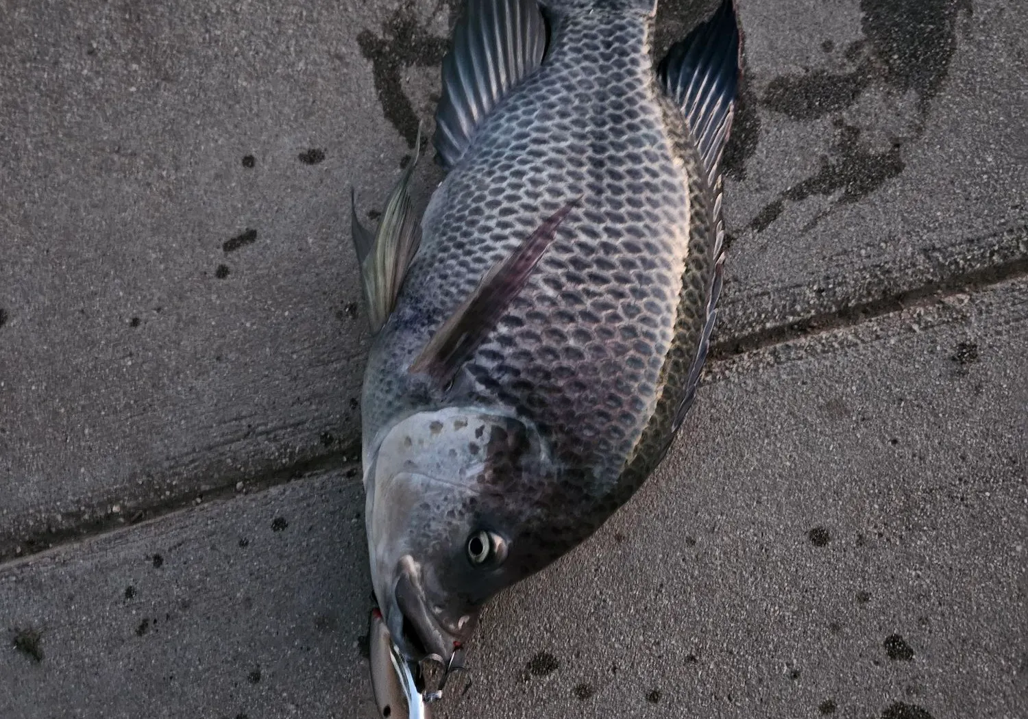 Blue tilapia