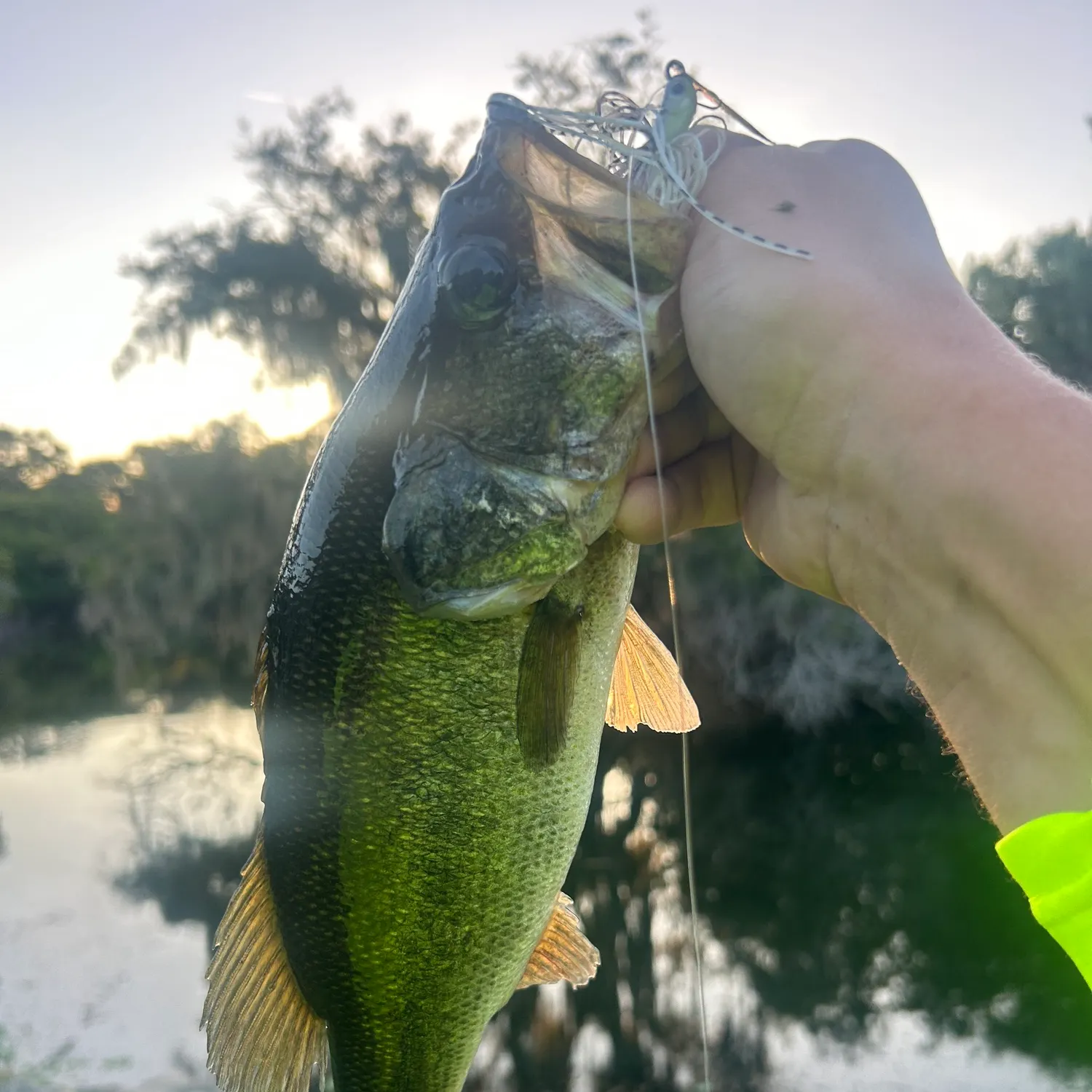 Largemouth bass caught on Fishbrain