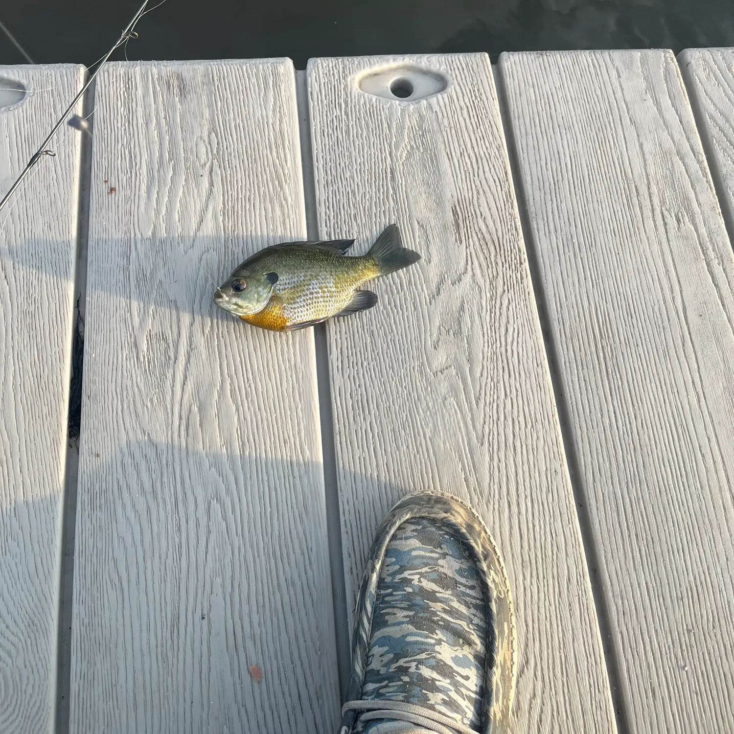 Bluegill caught on Fishbrain