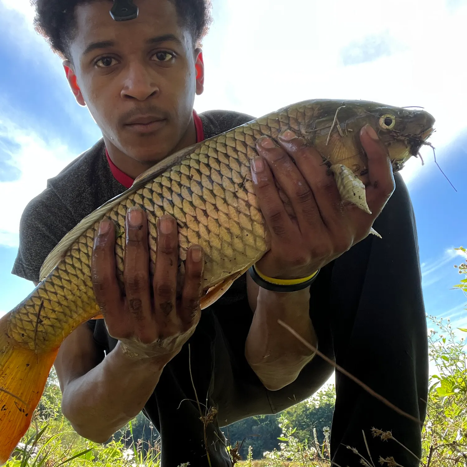 Common carp caught on Fishbrain