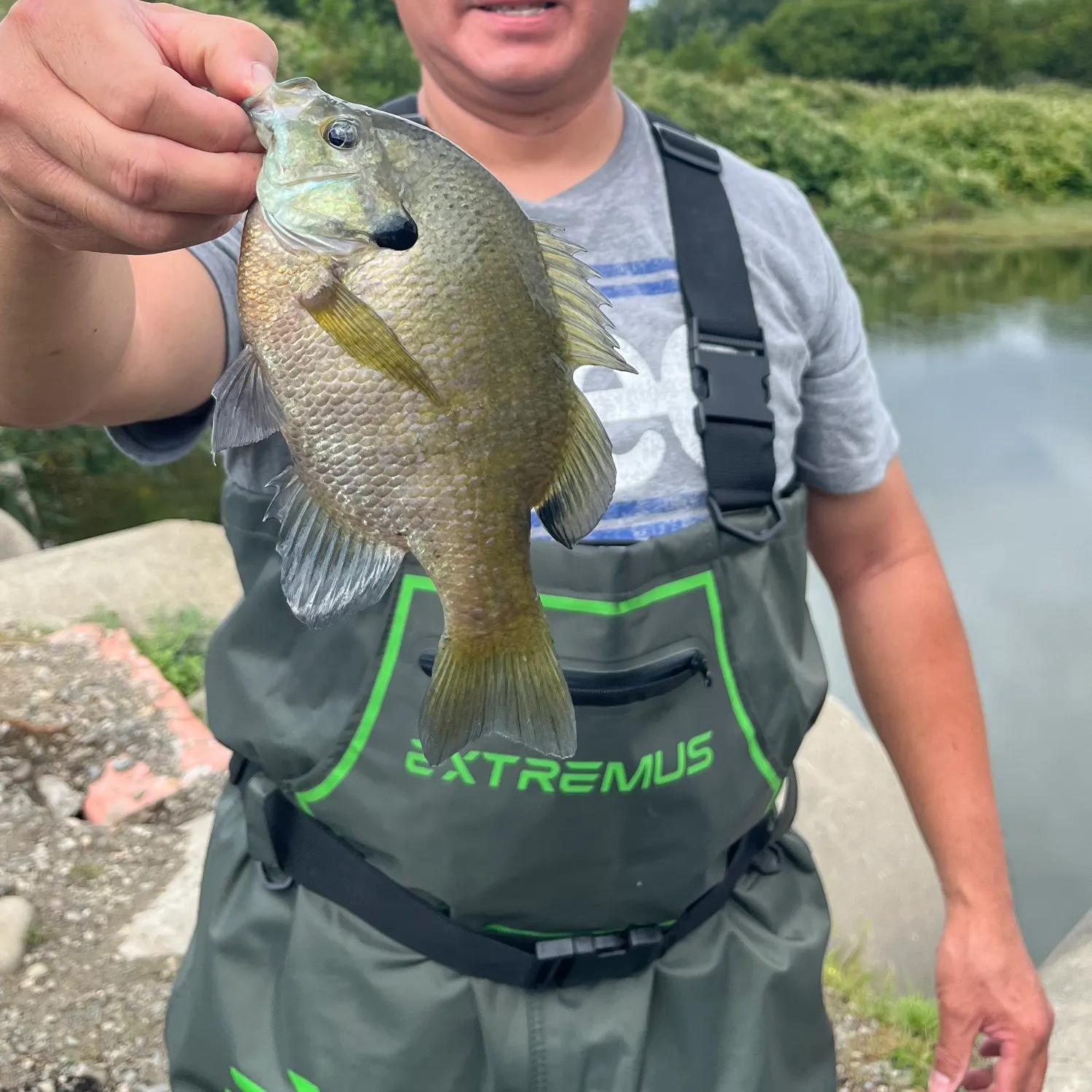 Bluegill caught on Fishbrain