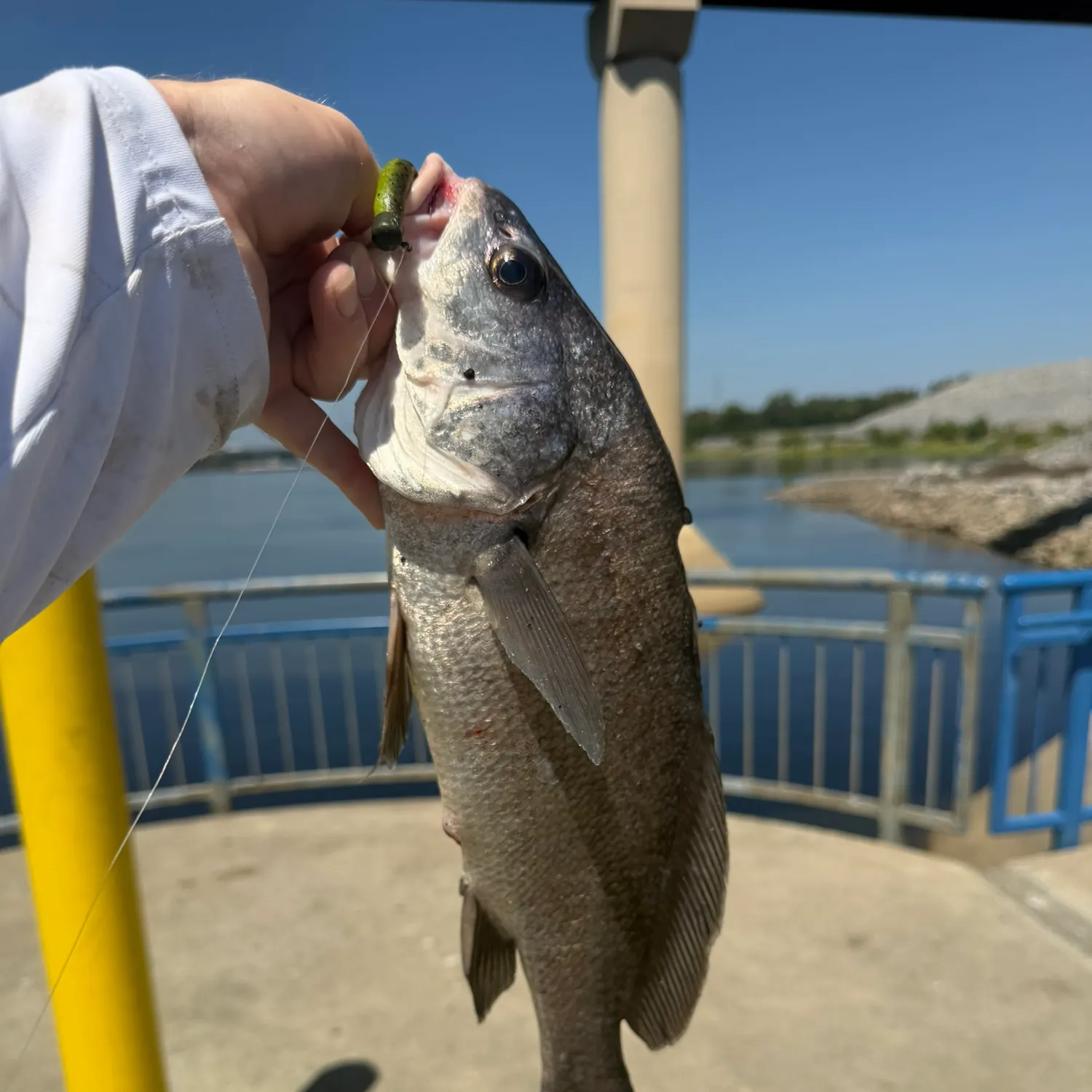 Freshwater drum caught on Fishbrain