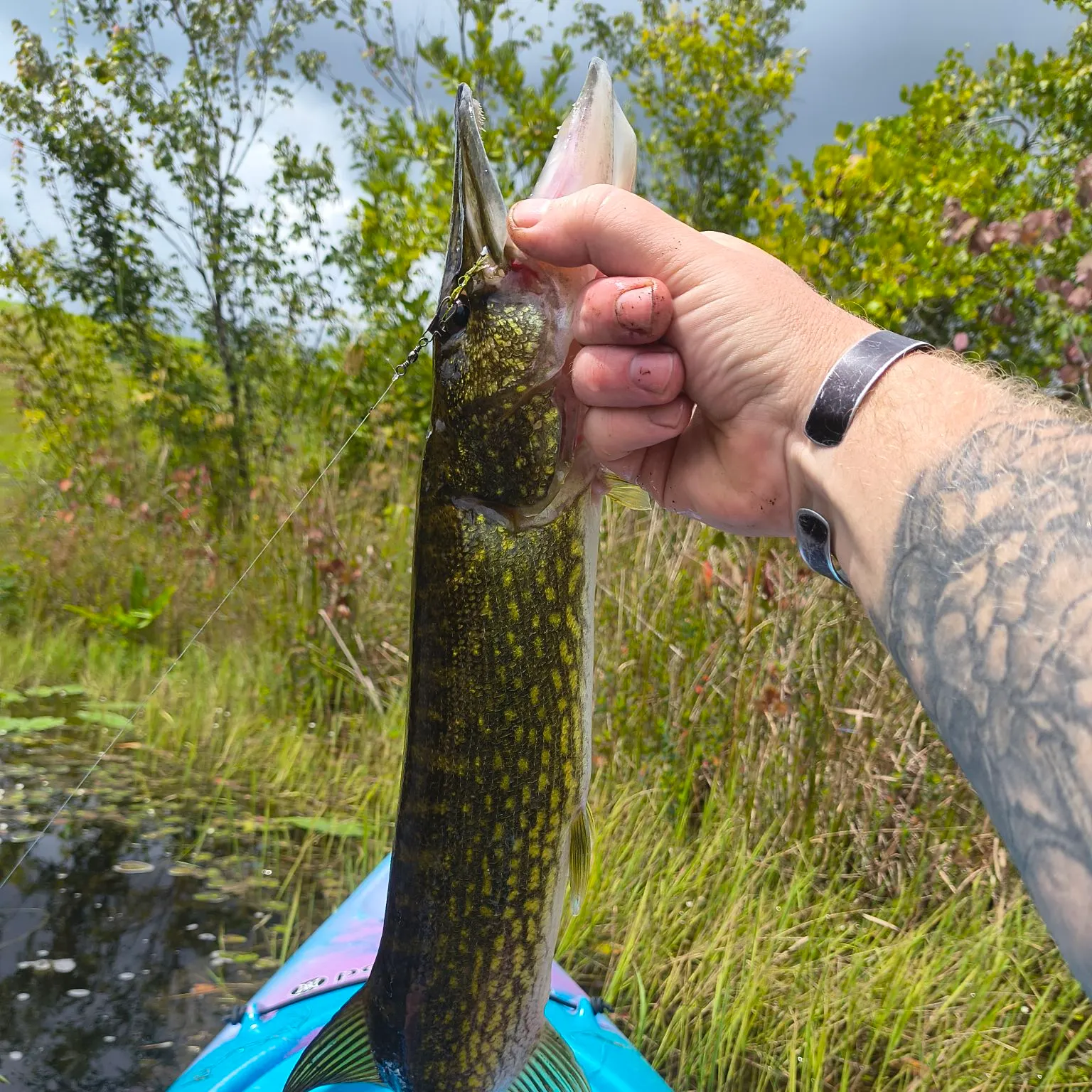 Chain pickerel caught on Fishbrain