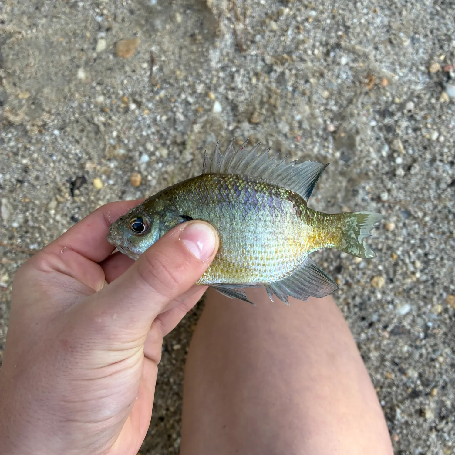 Bluegill caught on Fishbrain