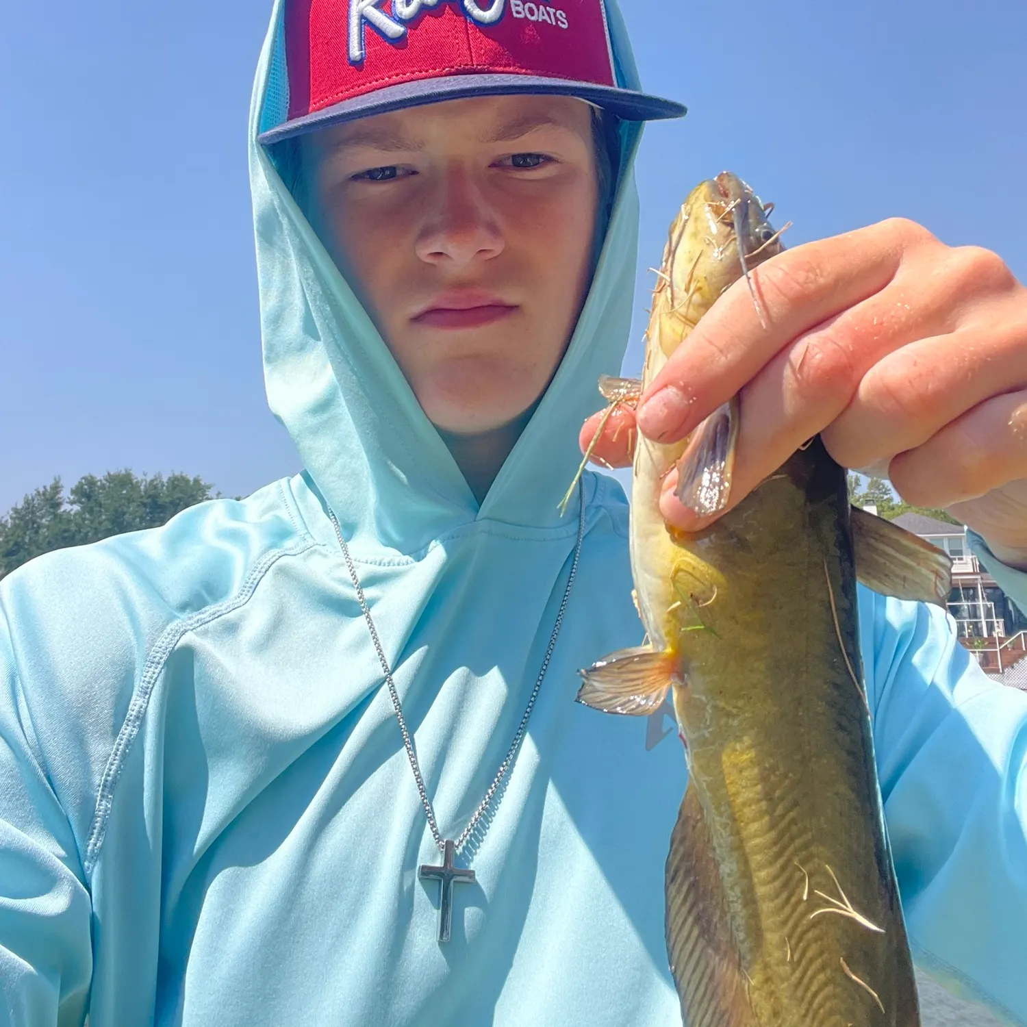 Yellow bullhead caught on Fishbrain