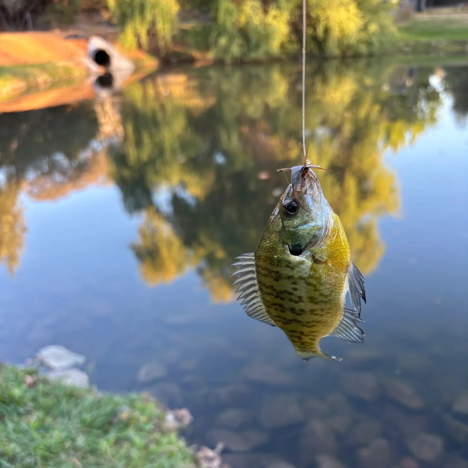 Fish caught on Fishbrain