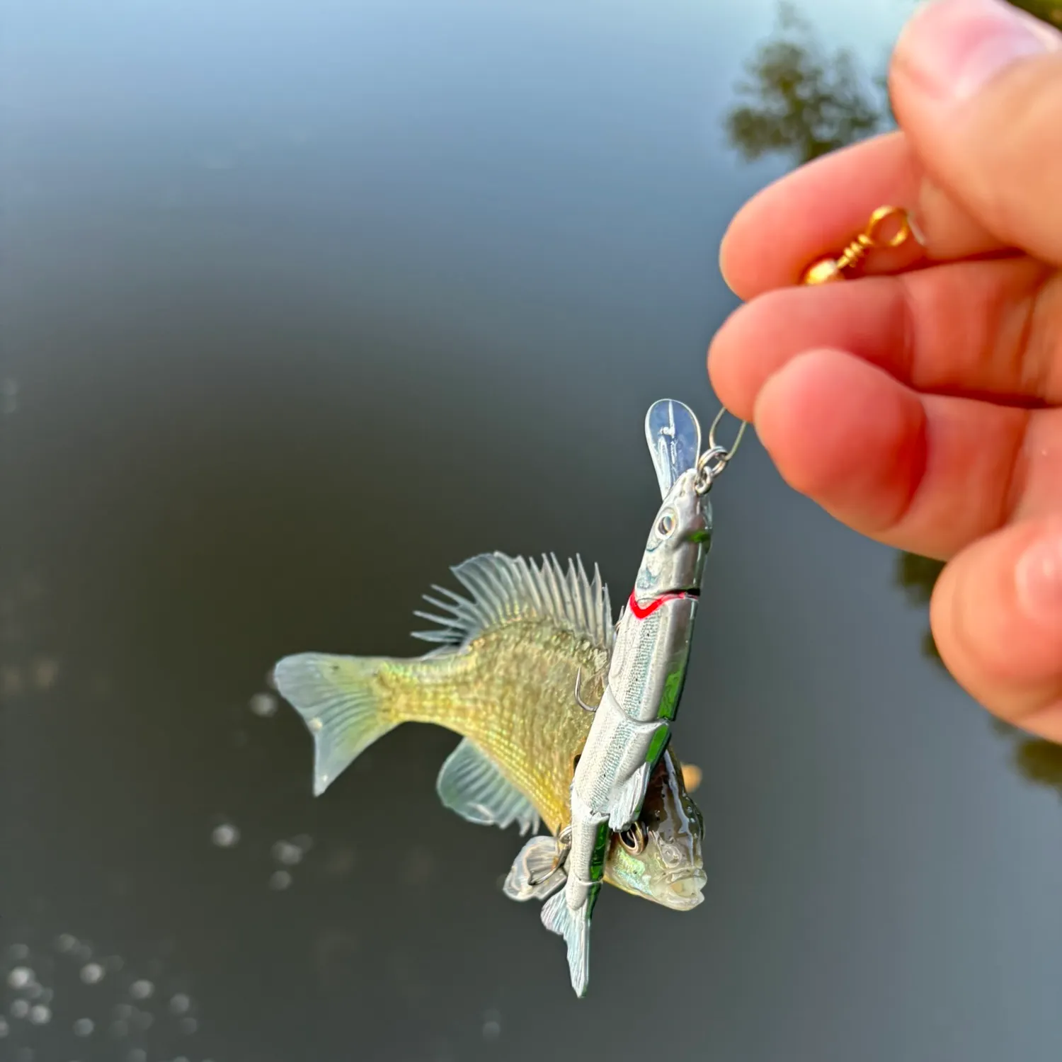 Bluegill caught on Fishbrain