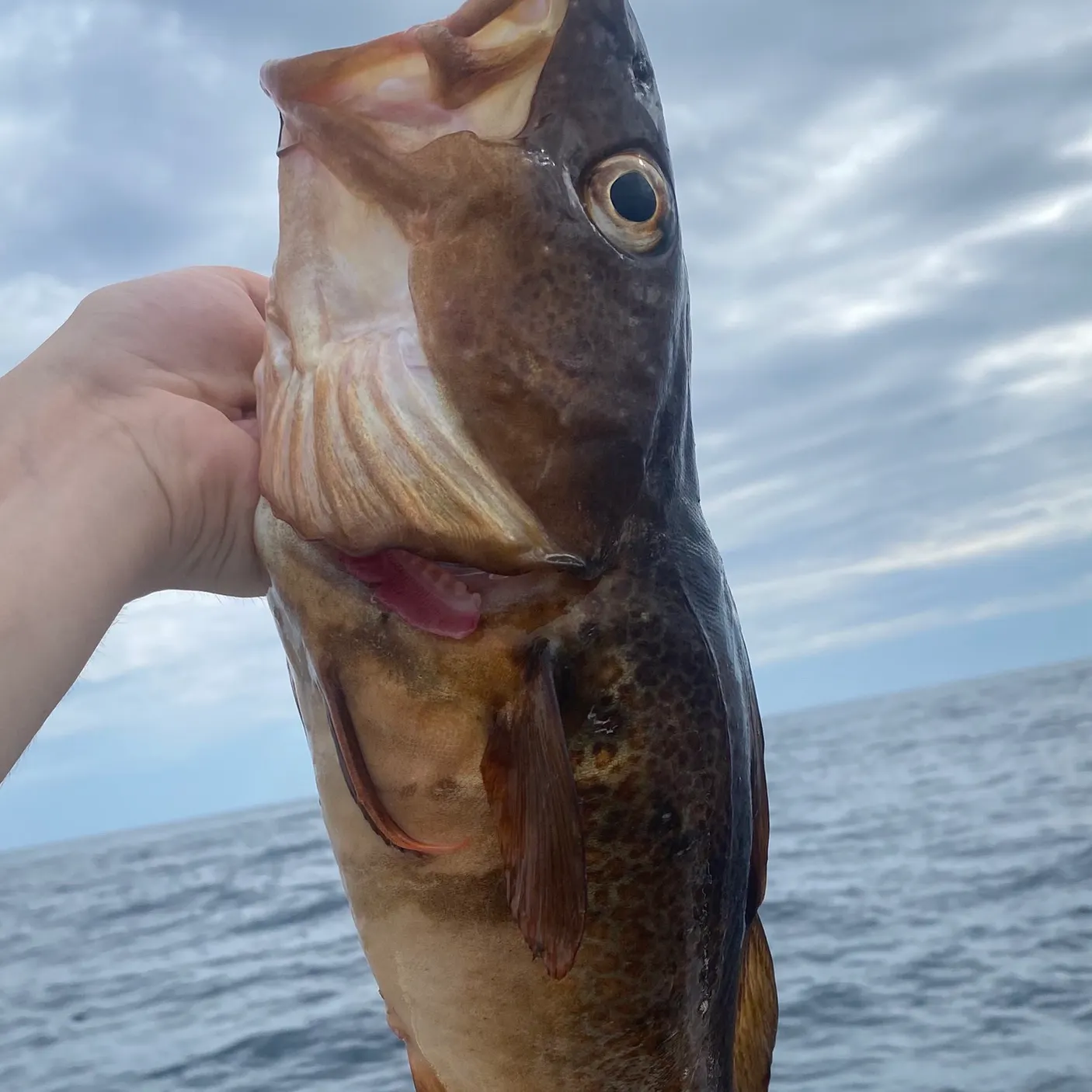 The most recent Atlantic tomcod catches on Fishbrain