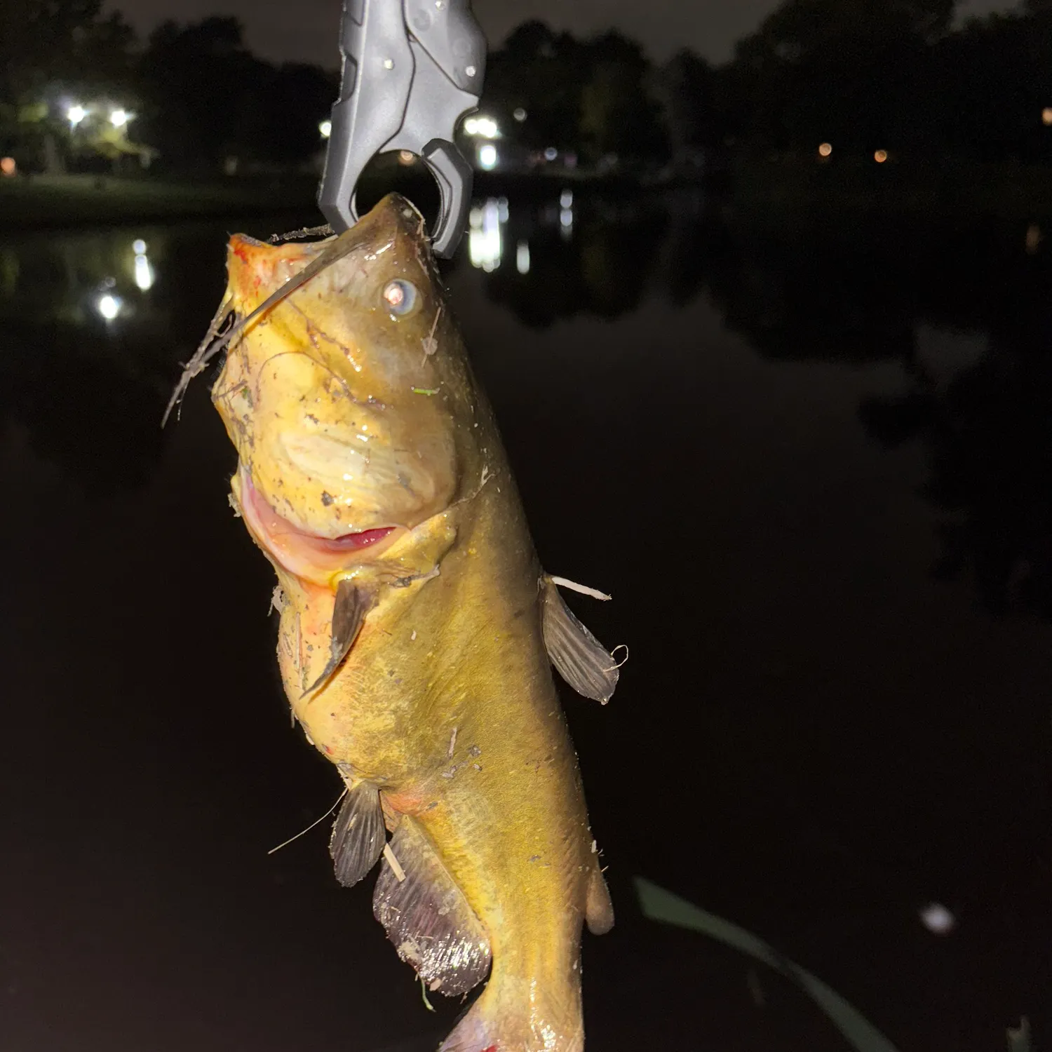 Yellow bullhead caught on Fishbrain