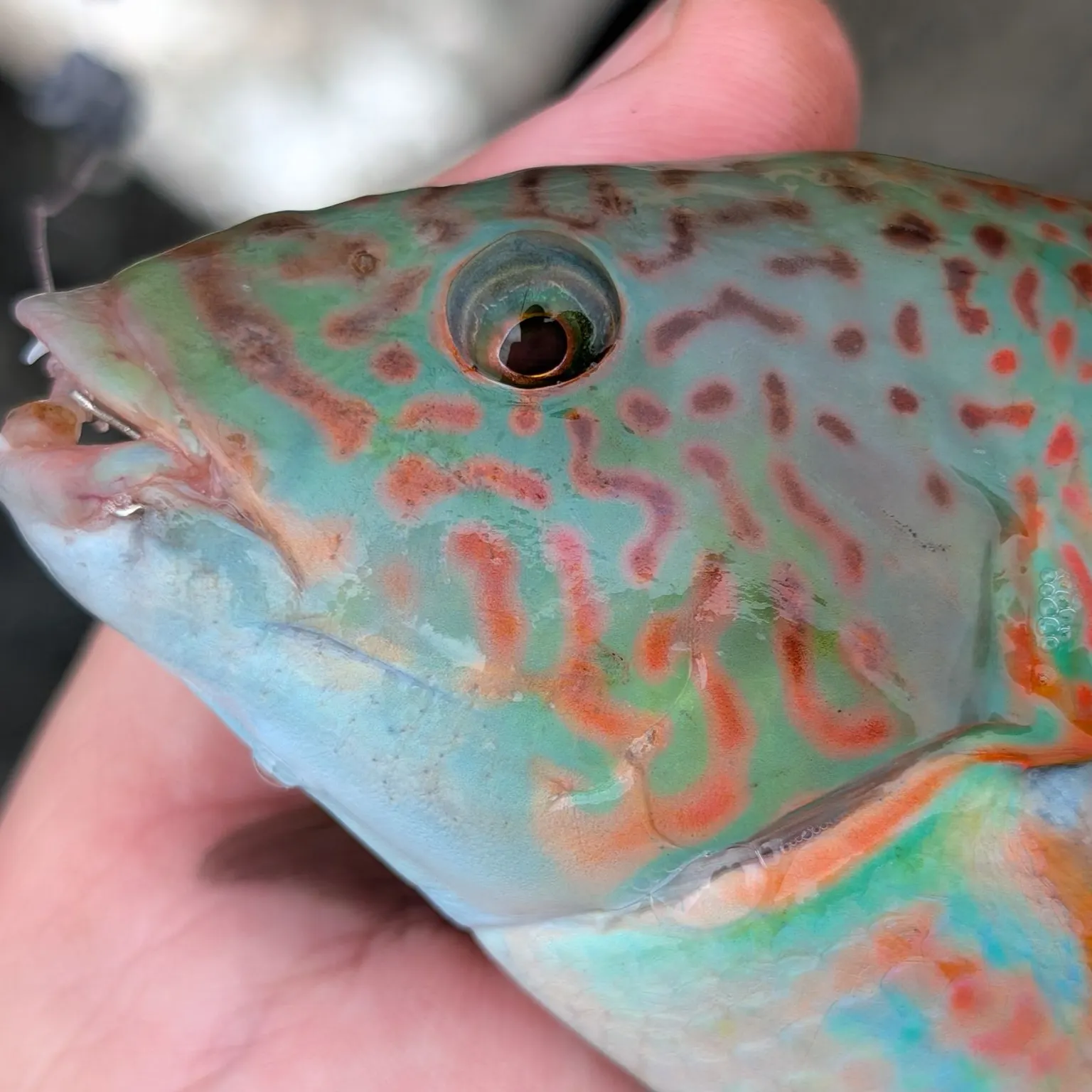 The most recent Christmas wrasse catches on Fishbrain