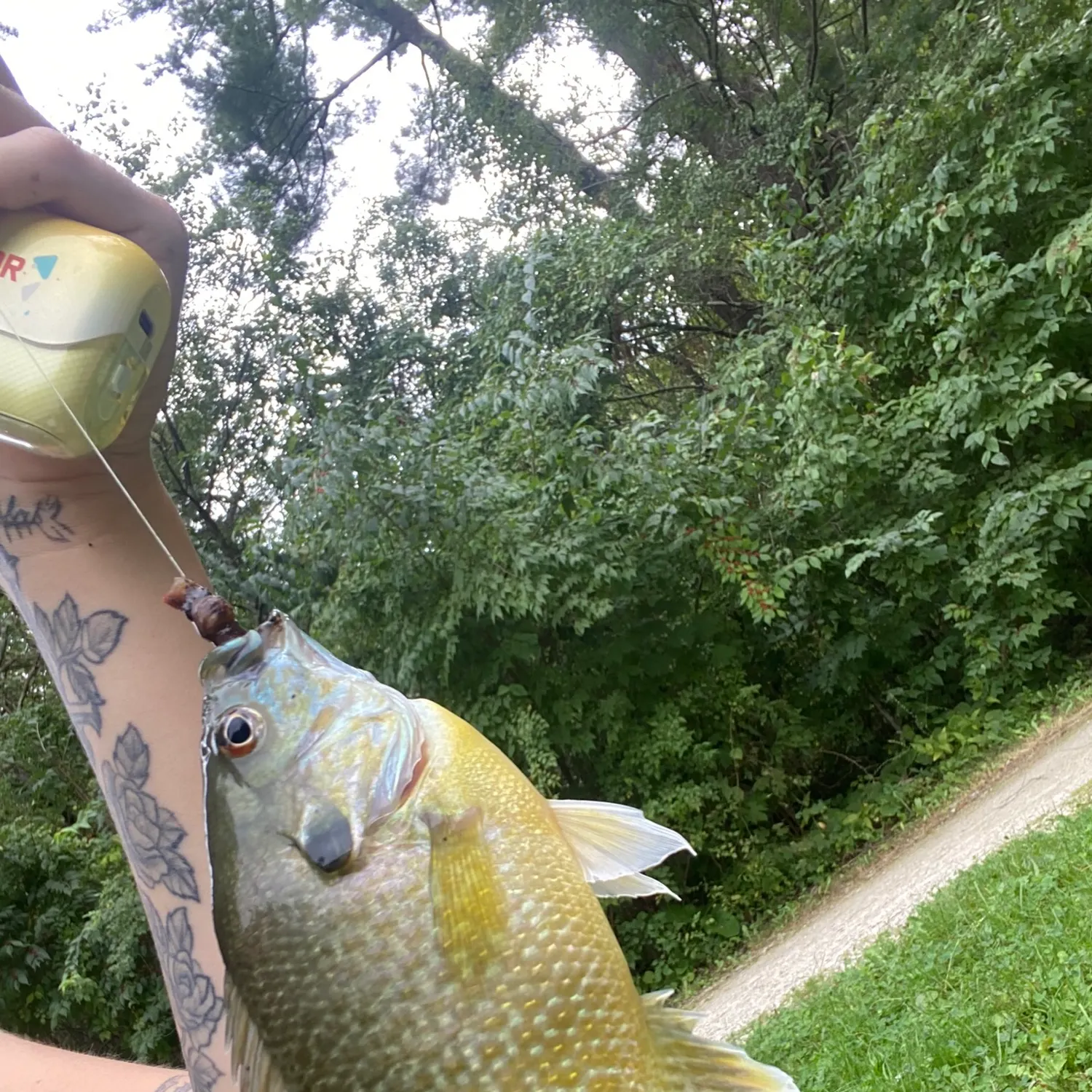 Greengill hybrid caught on Fishbrain
