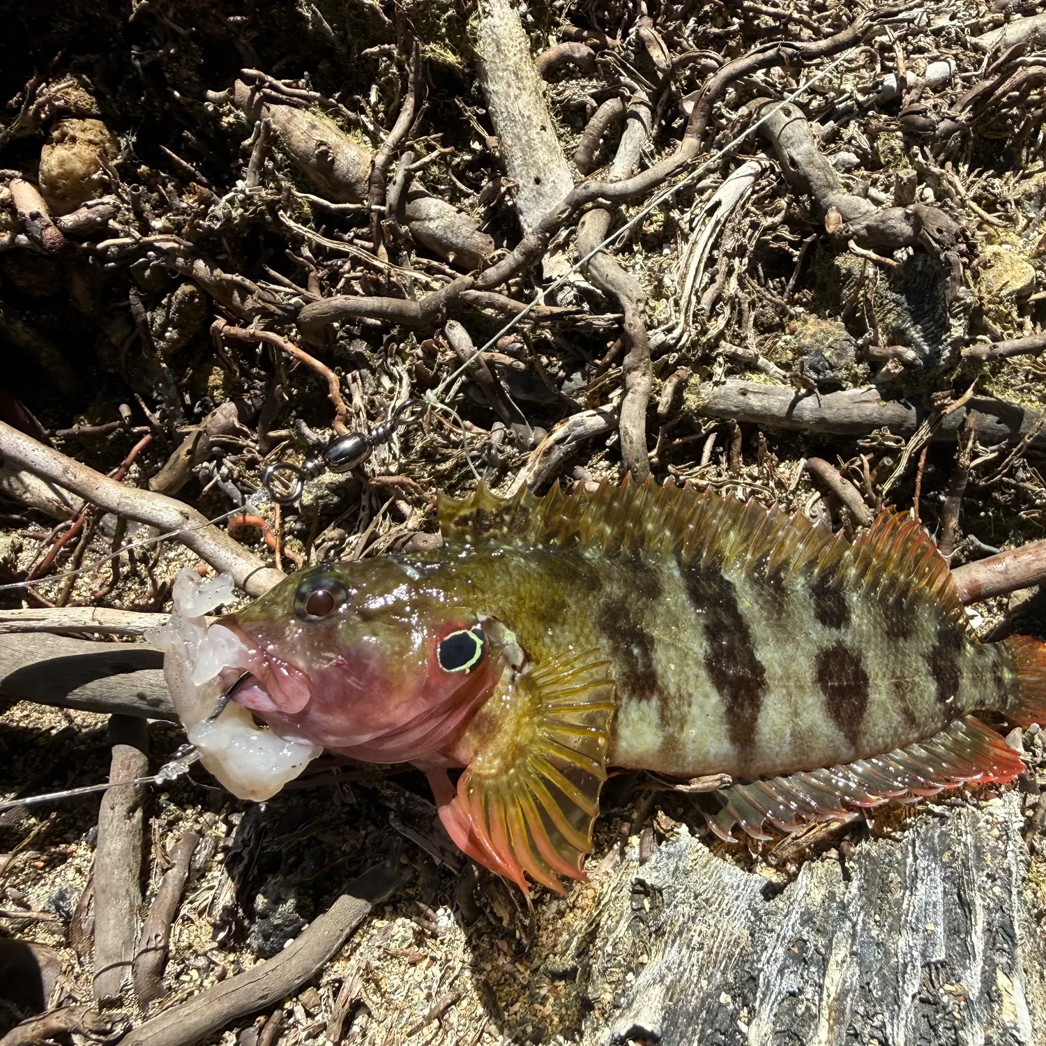 The most recent Shanny catches on Fishbrain