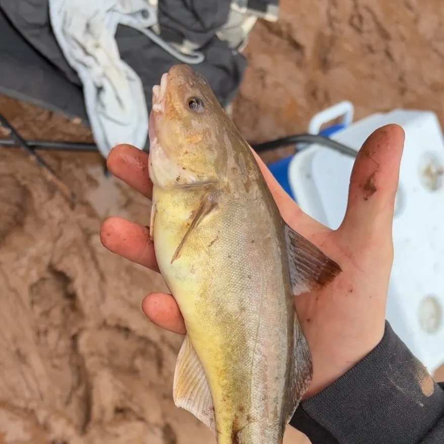 The most recent Atlantic tomcod catches on Fishbrain