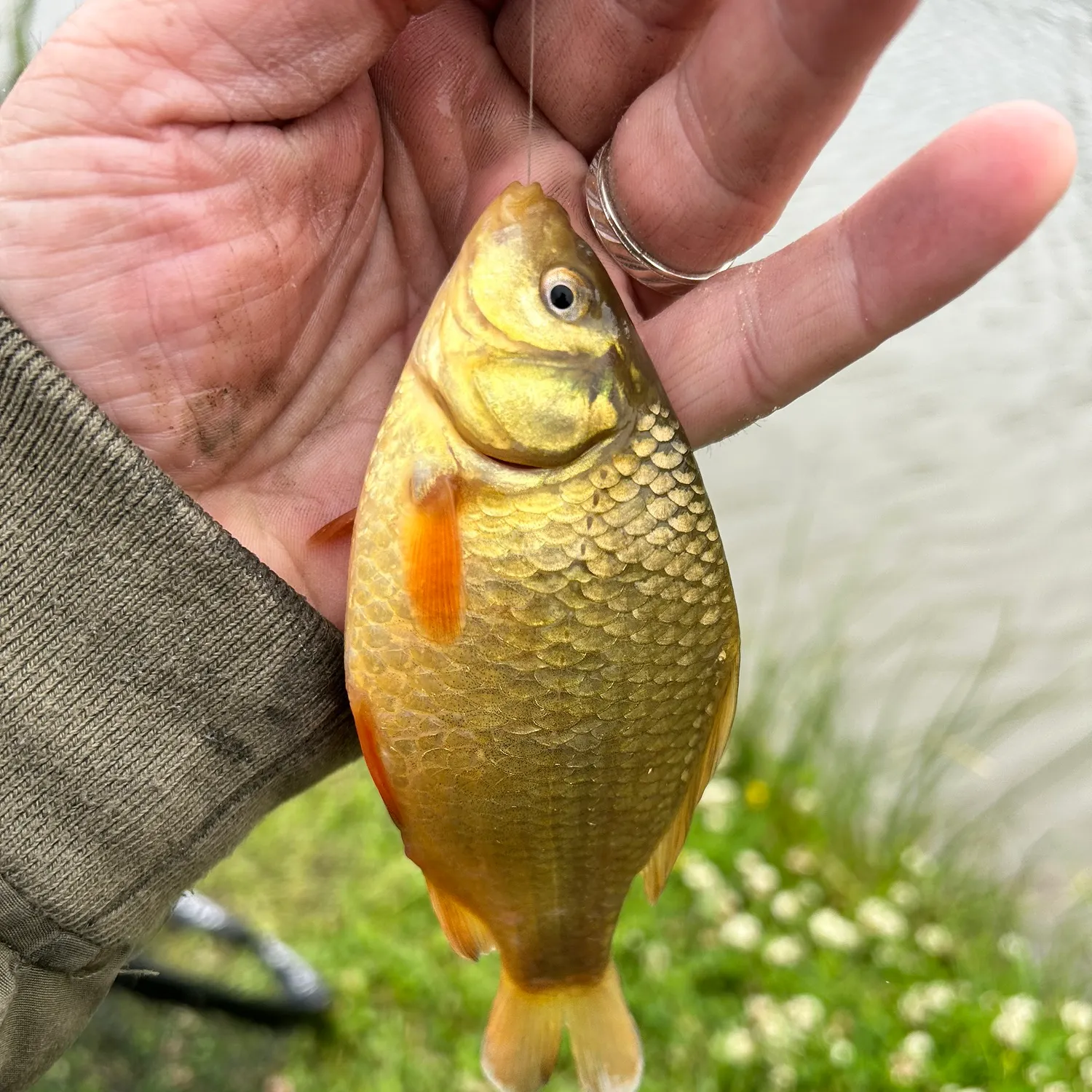 The most recent Crucian carp catches on Fishbrain