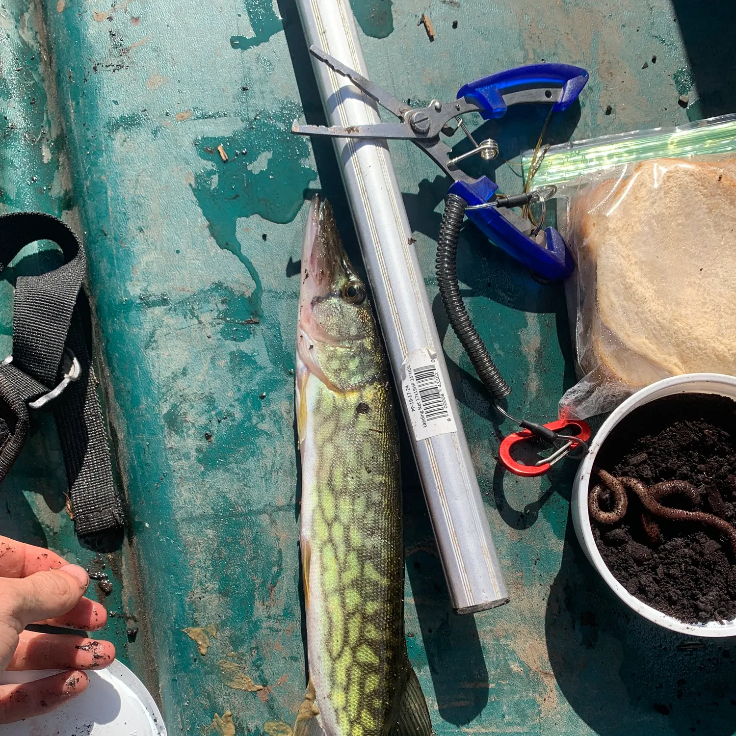 The most recent Chain pickerel catches on Fishbrain