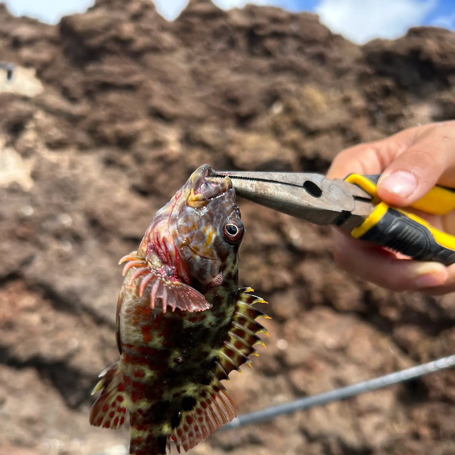 The most recent Stocky hawkfish catches on Fishbrain