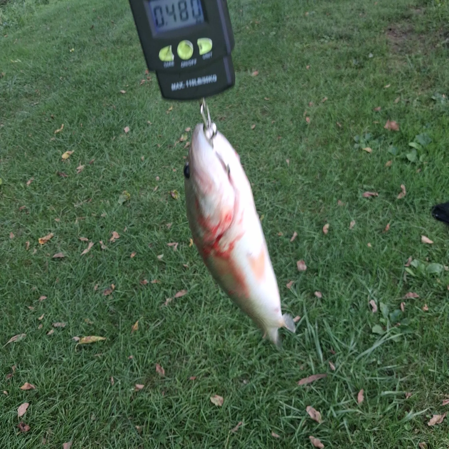 Smallmouth bass caught on Fishbrain