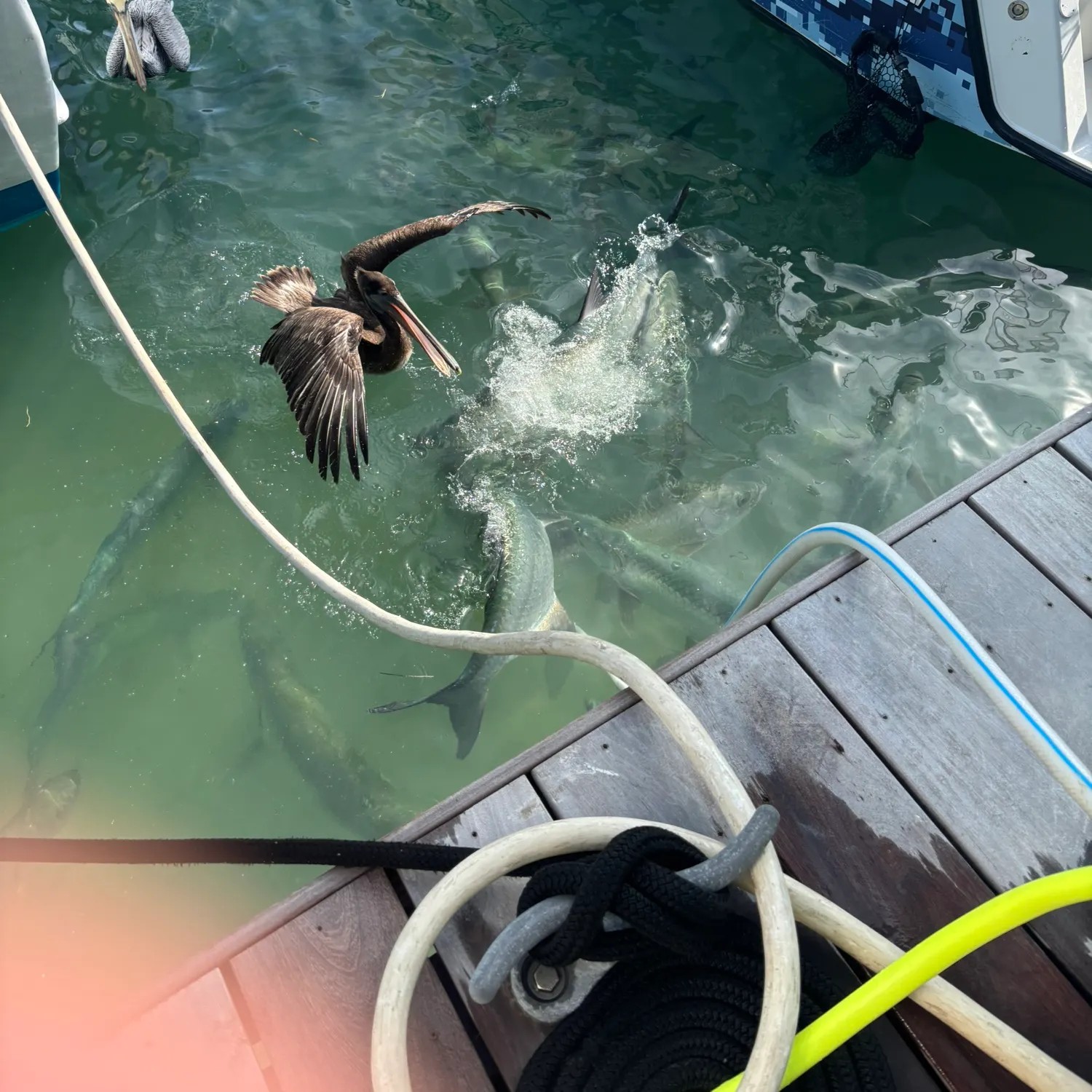 The most recent Tarpon catches on Fishbrain