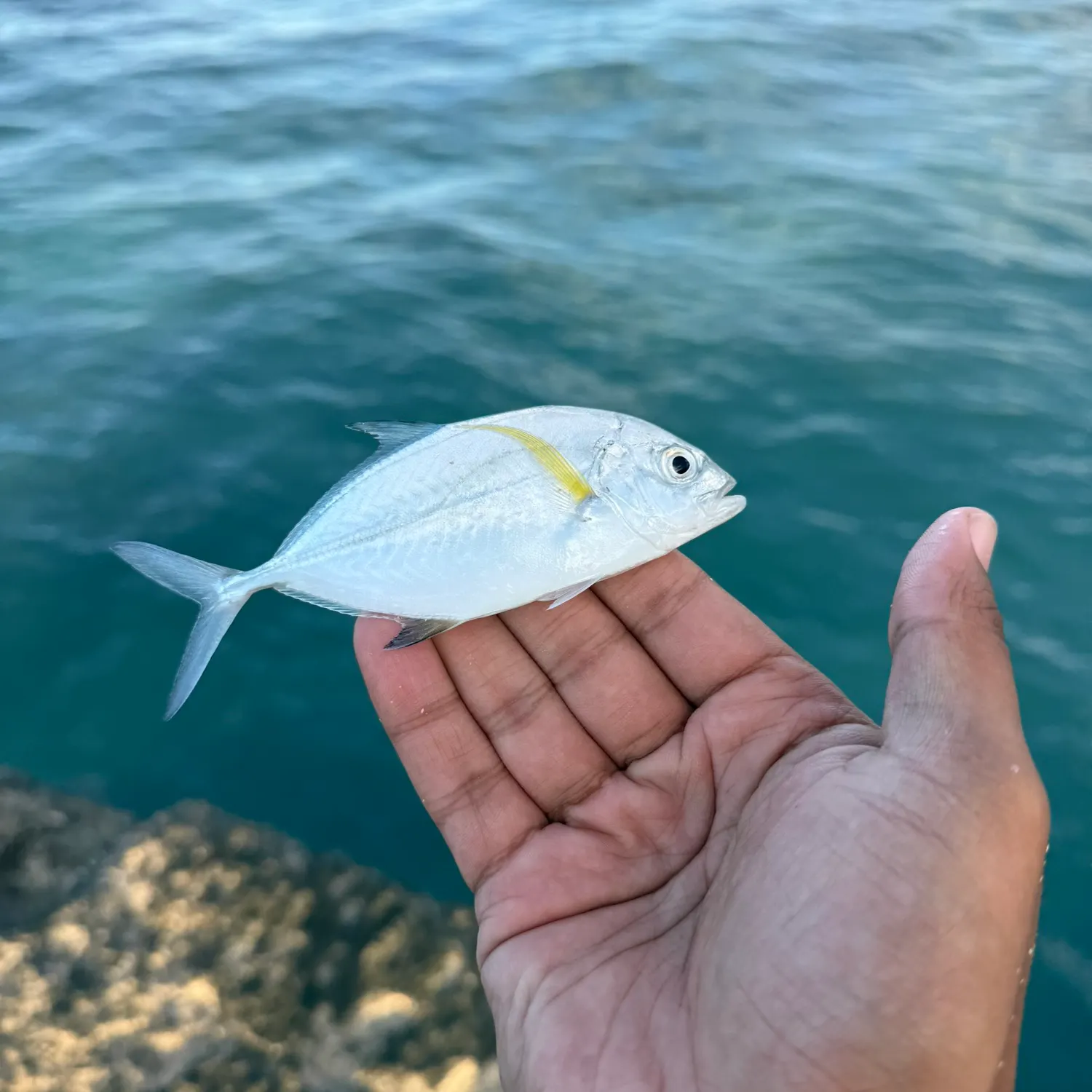 Bluefin trevally caught on Fishbrain