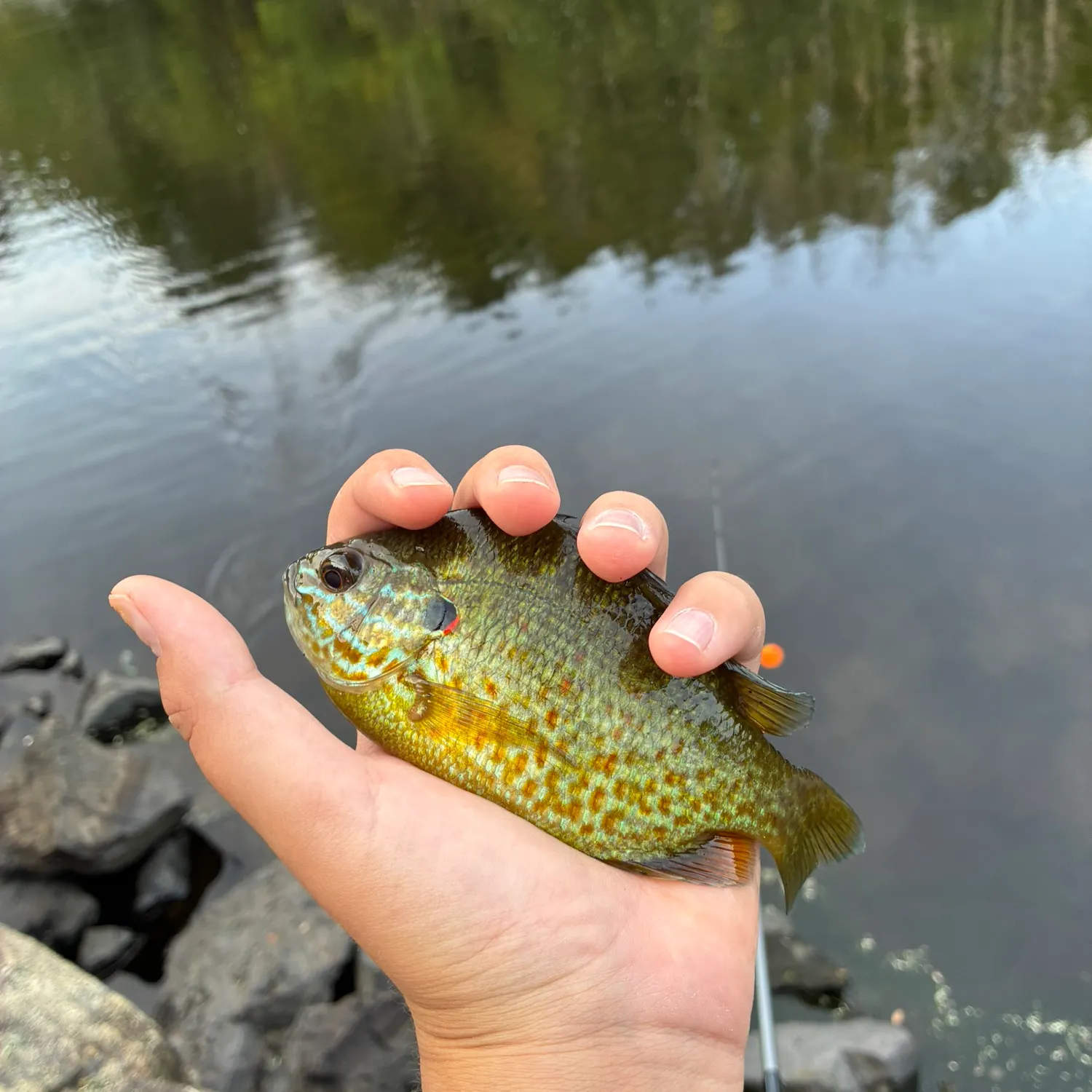 Bluegill caught on Fishbrain