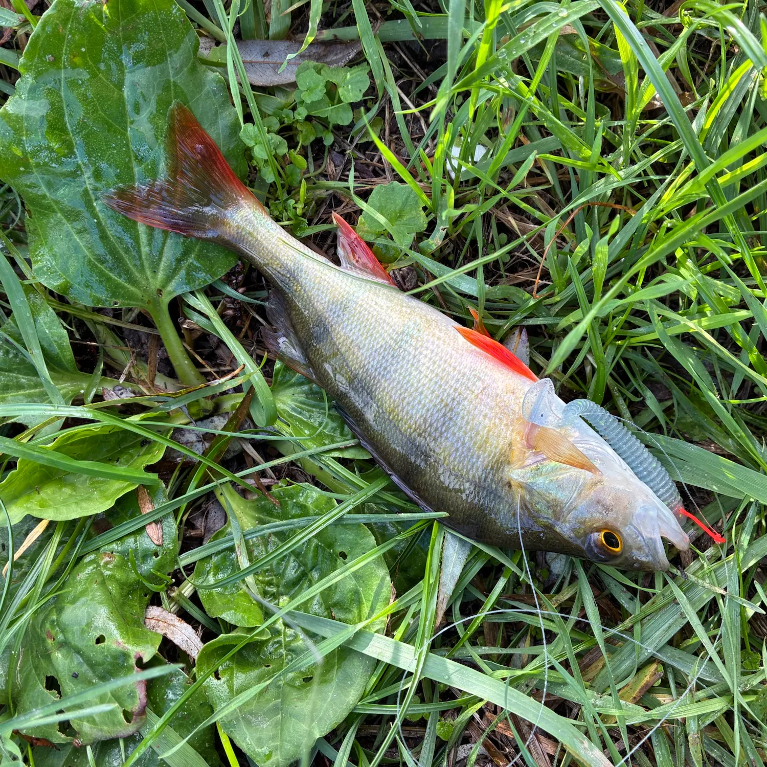 European perch caught on Fishbrain