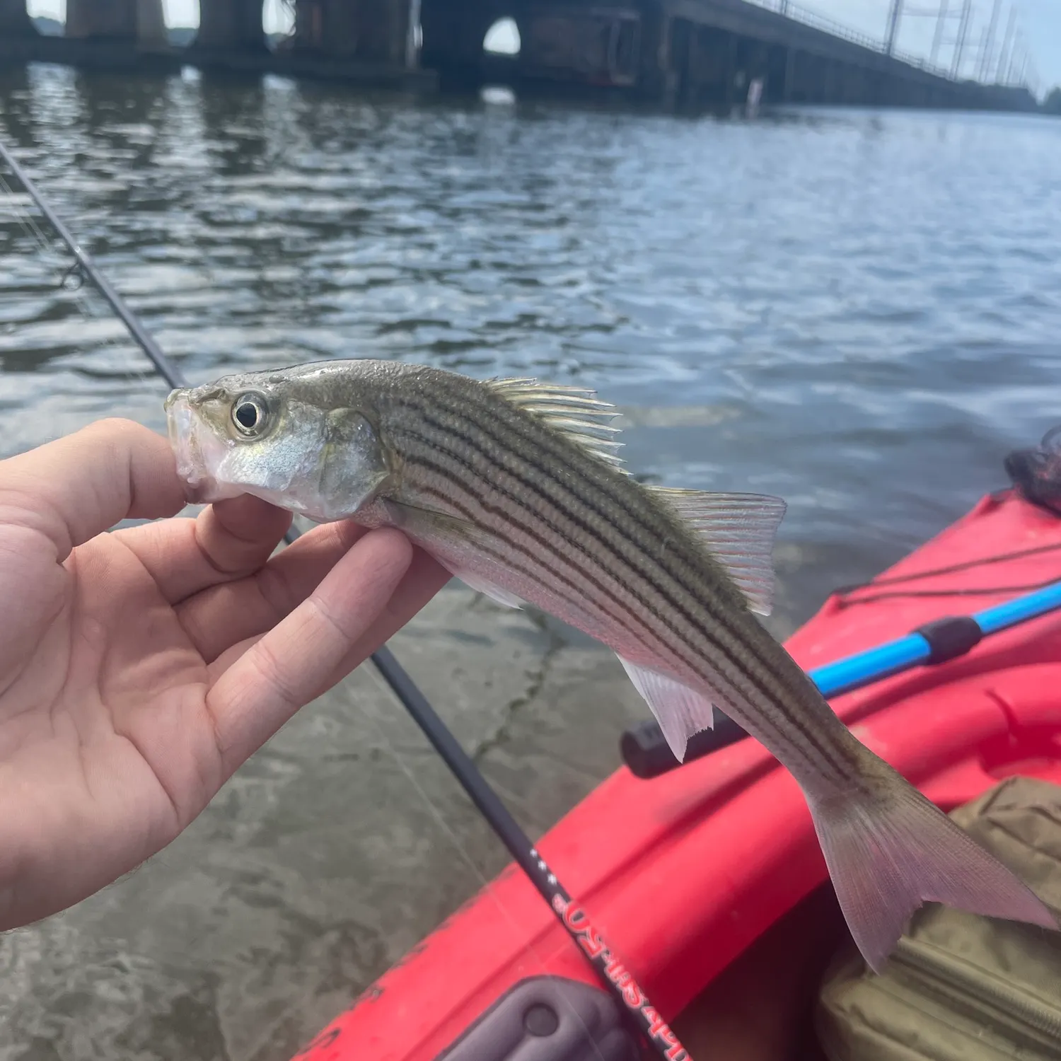 Striped bass caught on Fishbrain