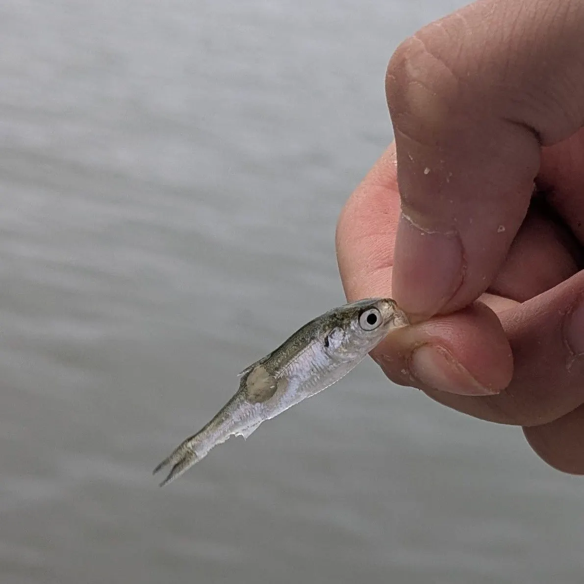 The most recent Silver shiner catches on Fishbrain