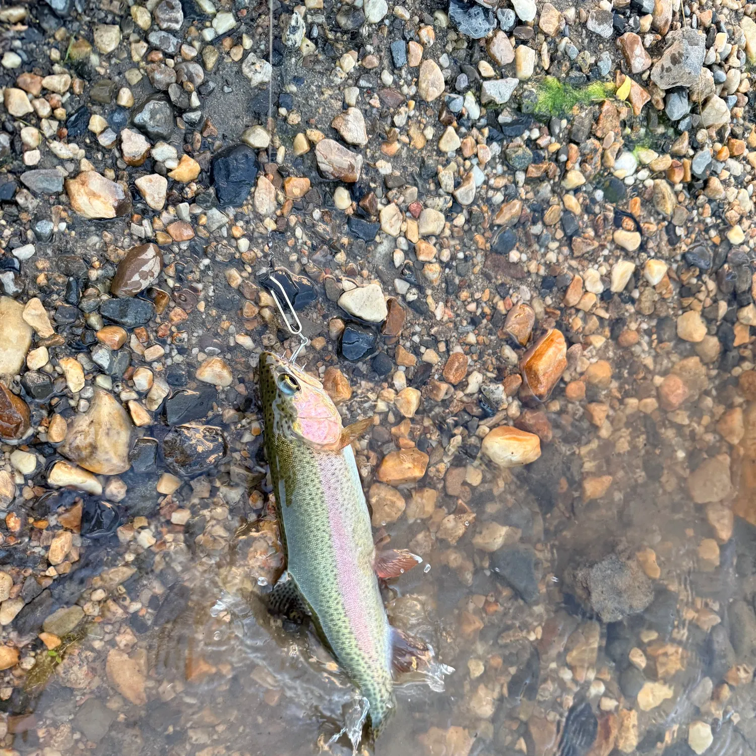 Rainbow trout caught on Fishbrain