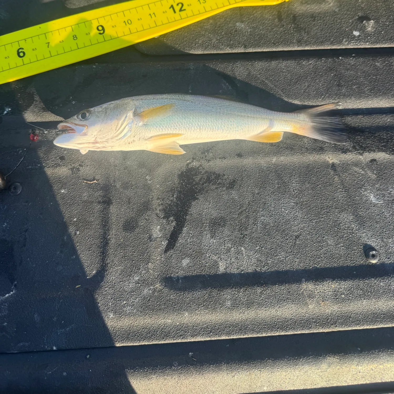 Sand seatrout caught on Fishbrain