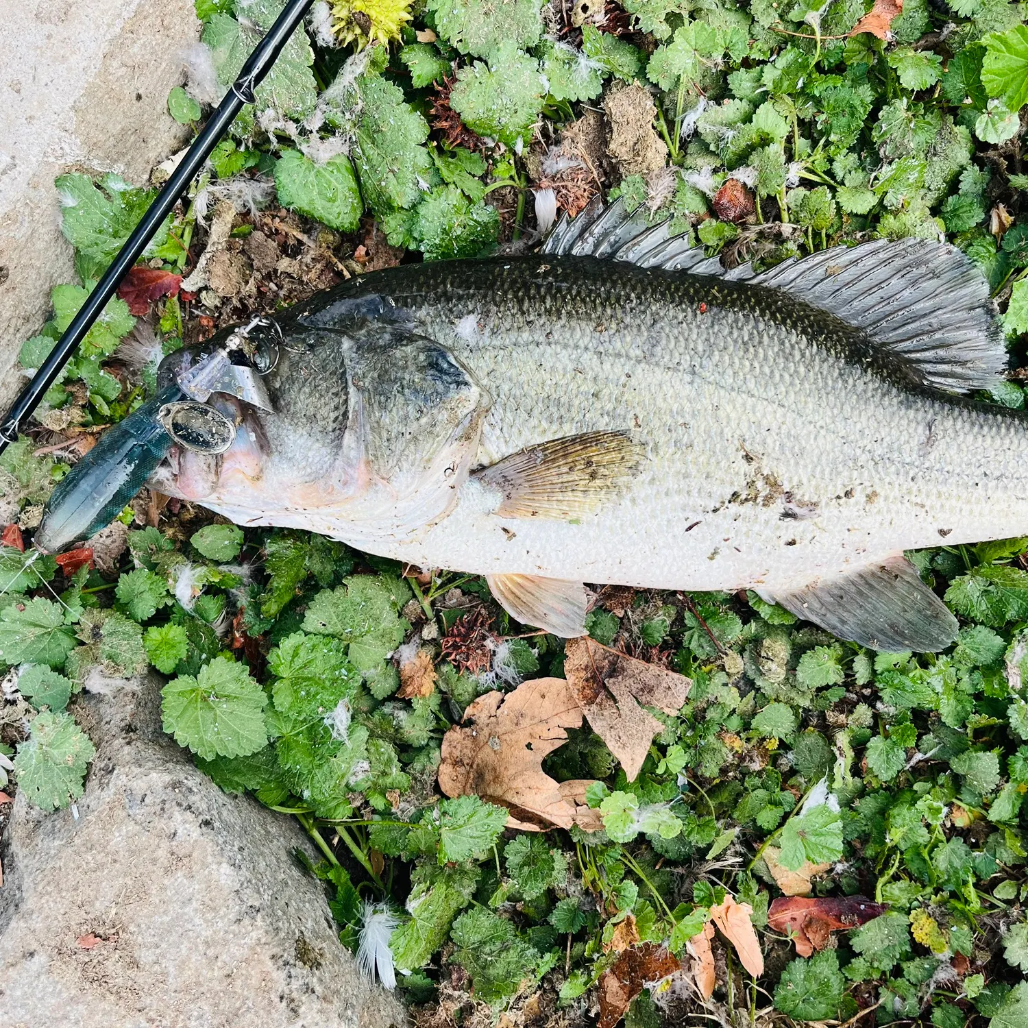 Largemouth bass caught on Fishbrain