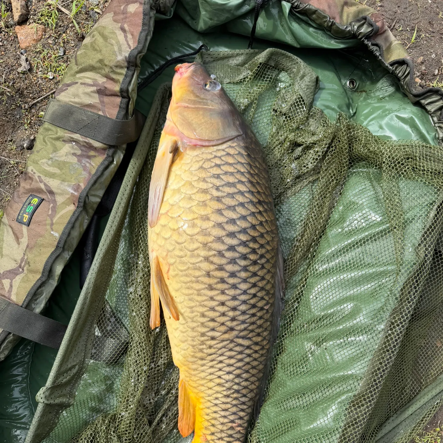 Common carp caught on Fishbrain