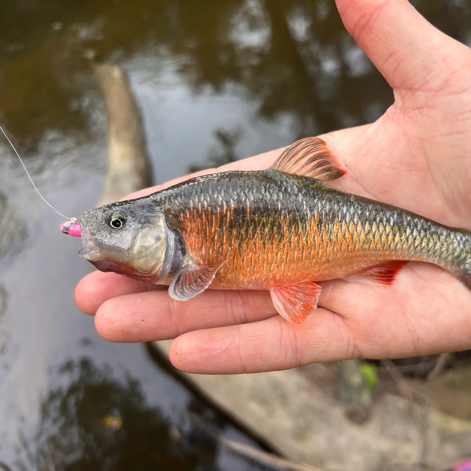 The most recent Common shiner catches on Fishbrain